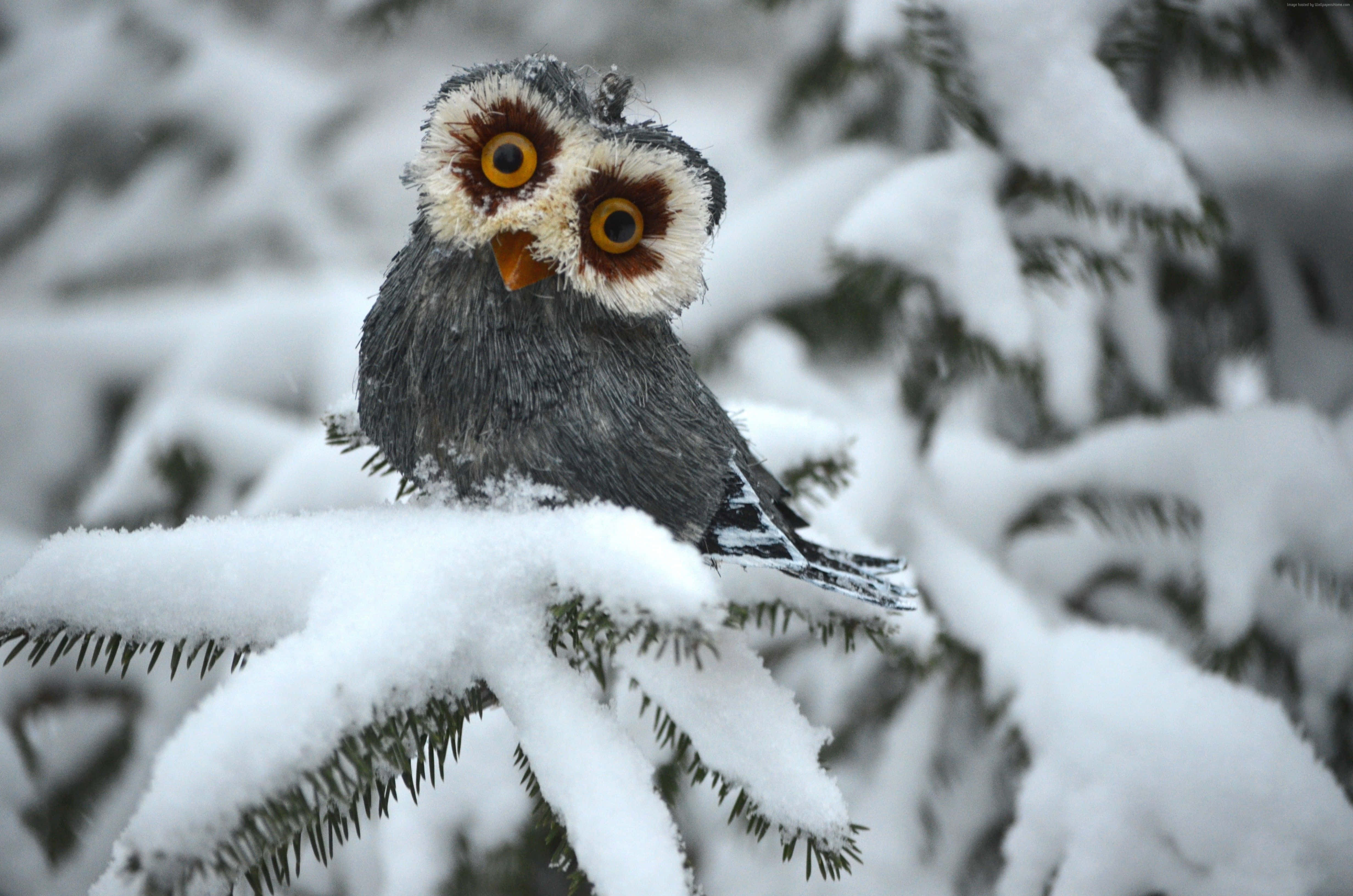 Snowy Owl, snow-laden pine branch, bright yellow eyes, 4K Desktop Wallpaper