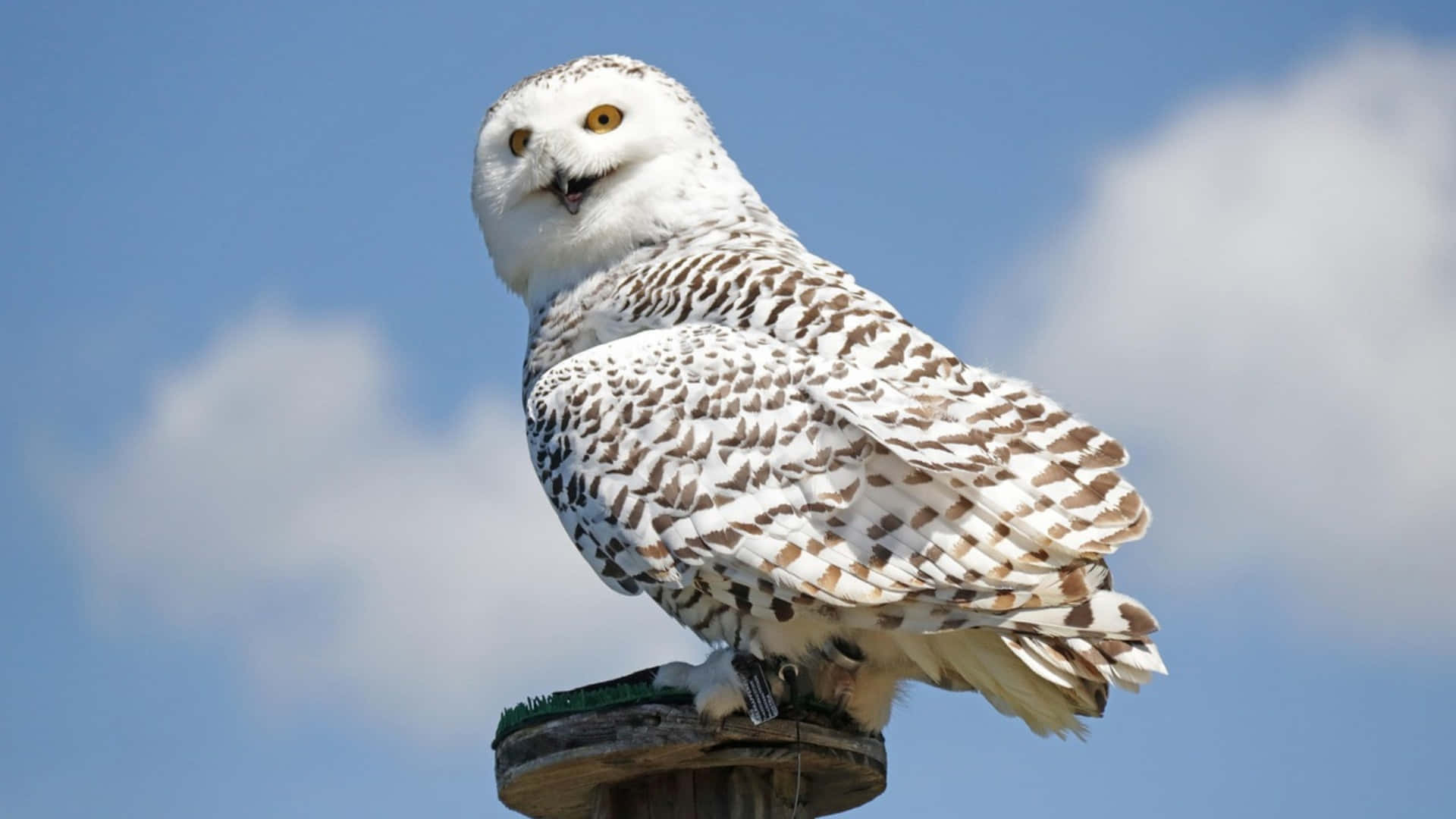 Snowy Owl, white feathers, brown spots, Full HD Desktop Wallpaper