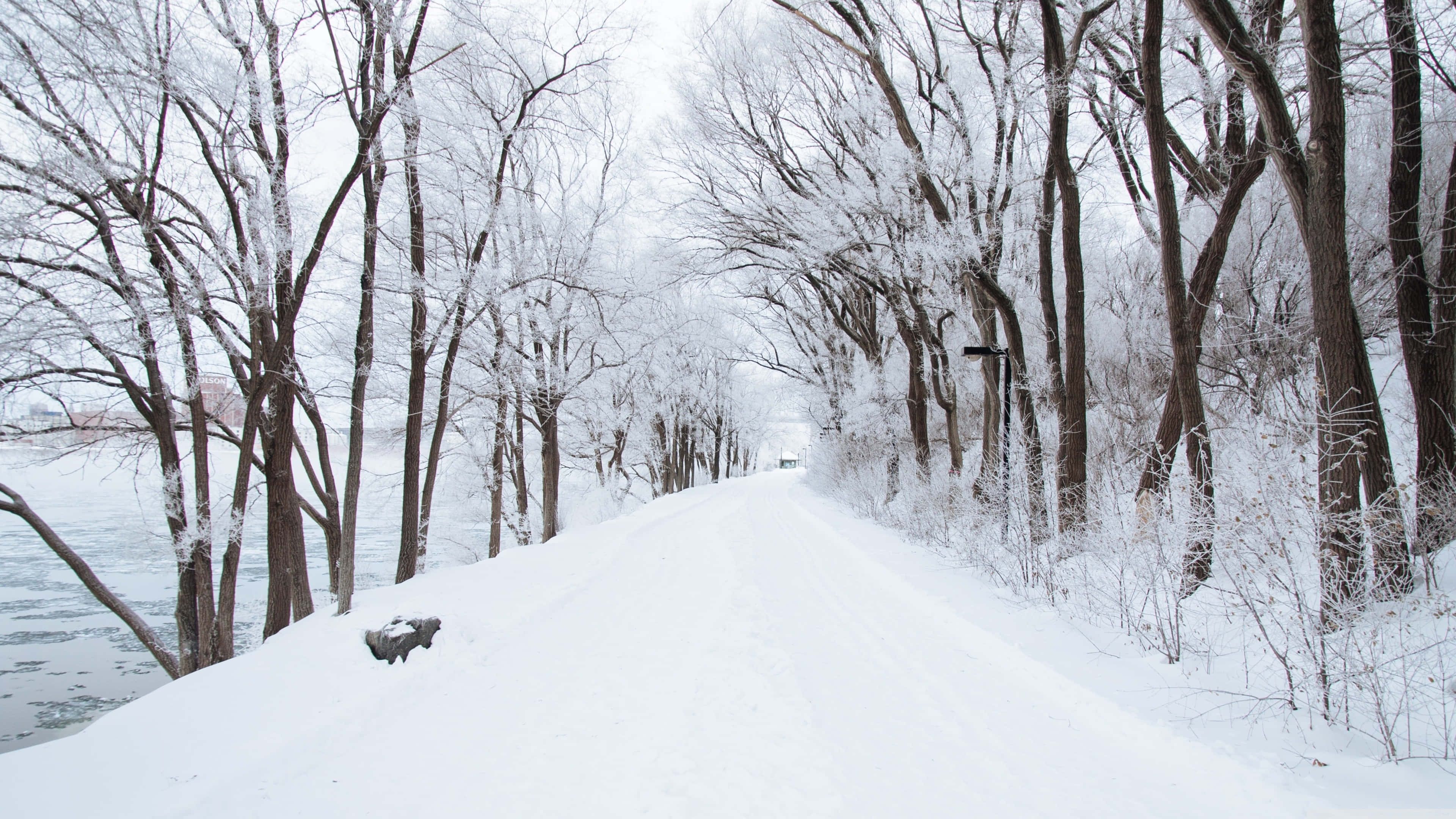Snowy Road, snow-covered path, bare winter trees, 4K Desktop Wallpaper