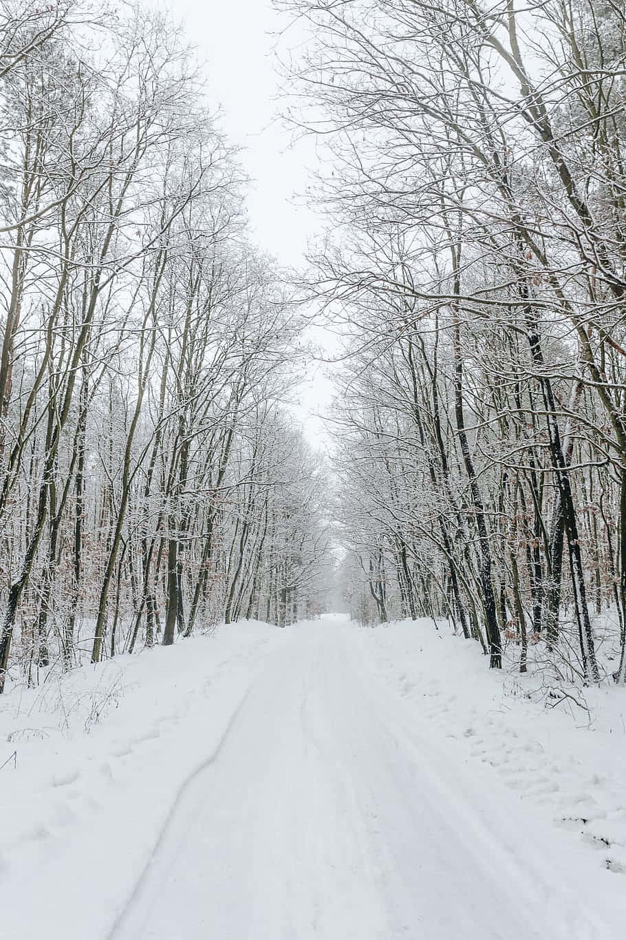 Snowy Road, snow-covered forest path, bare trees, HD Phone Wallpaper