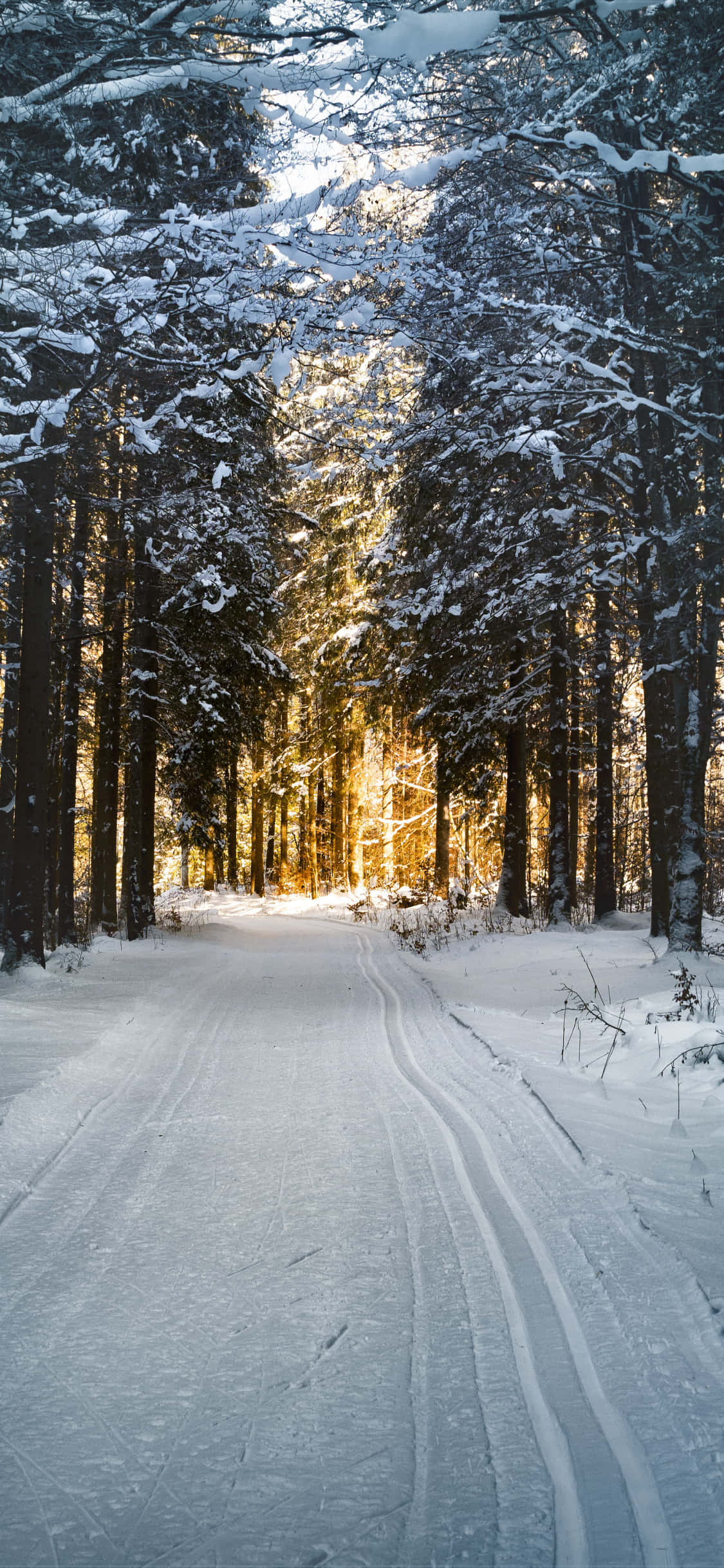 snow-covered forest path, tall trees, golden sunlight, Full HD Phone Wallpaper