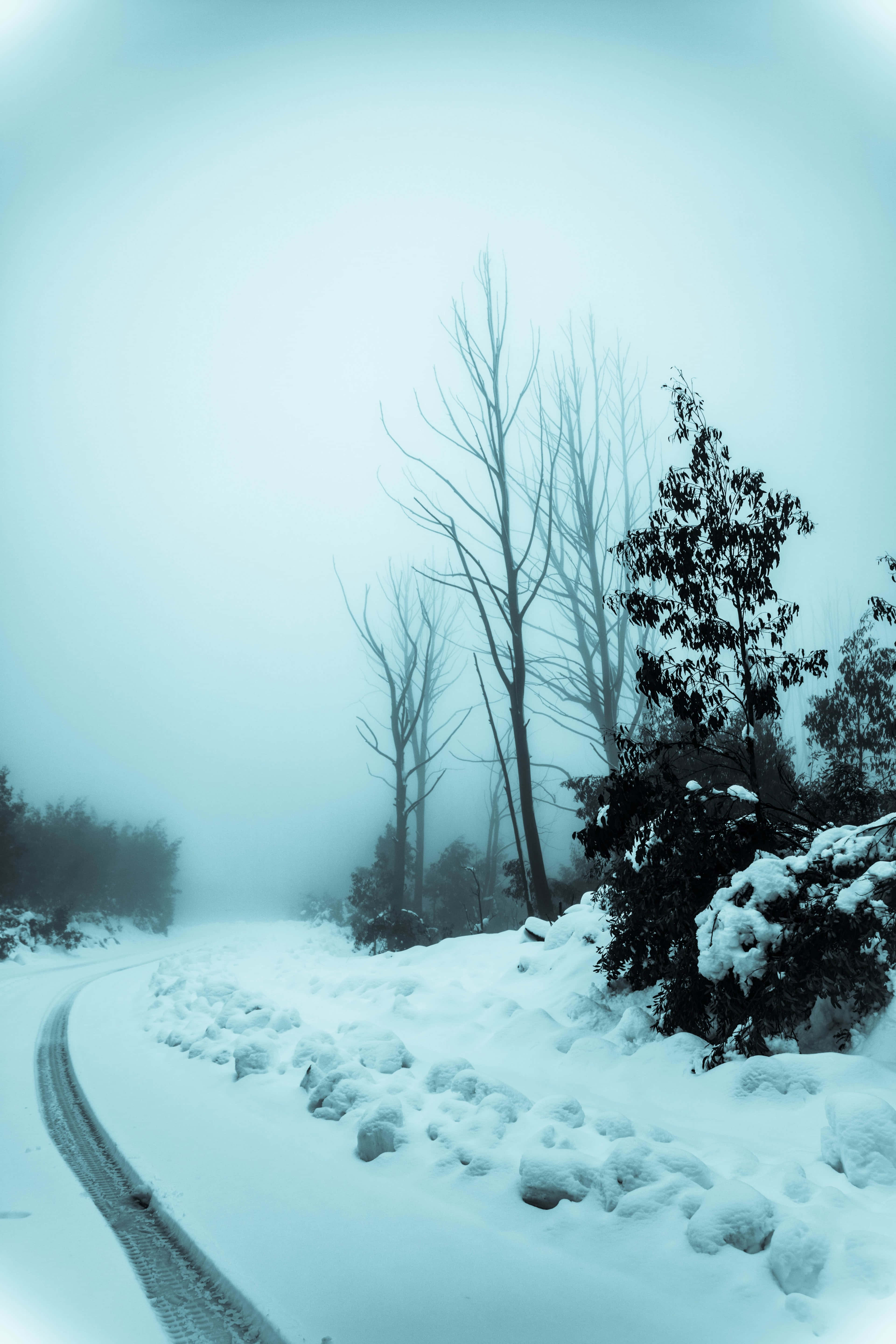 snowy forest path, misty winter woods, bare trees, 5K Phone Wallpaper