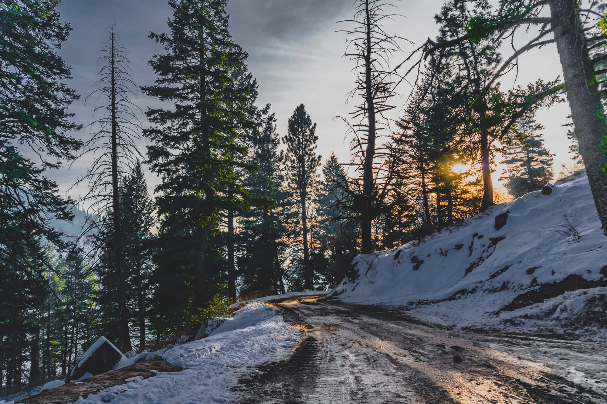 Snowy Road, winding snowy road, dense pine forest, Full HD Desktop Wallpaper