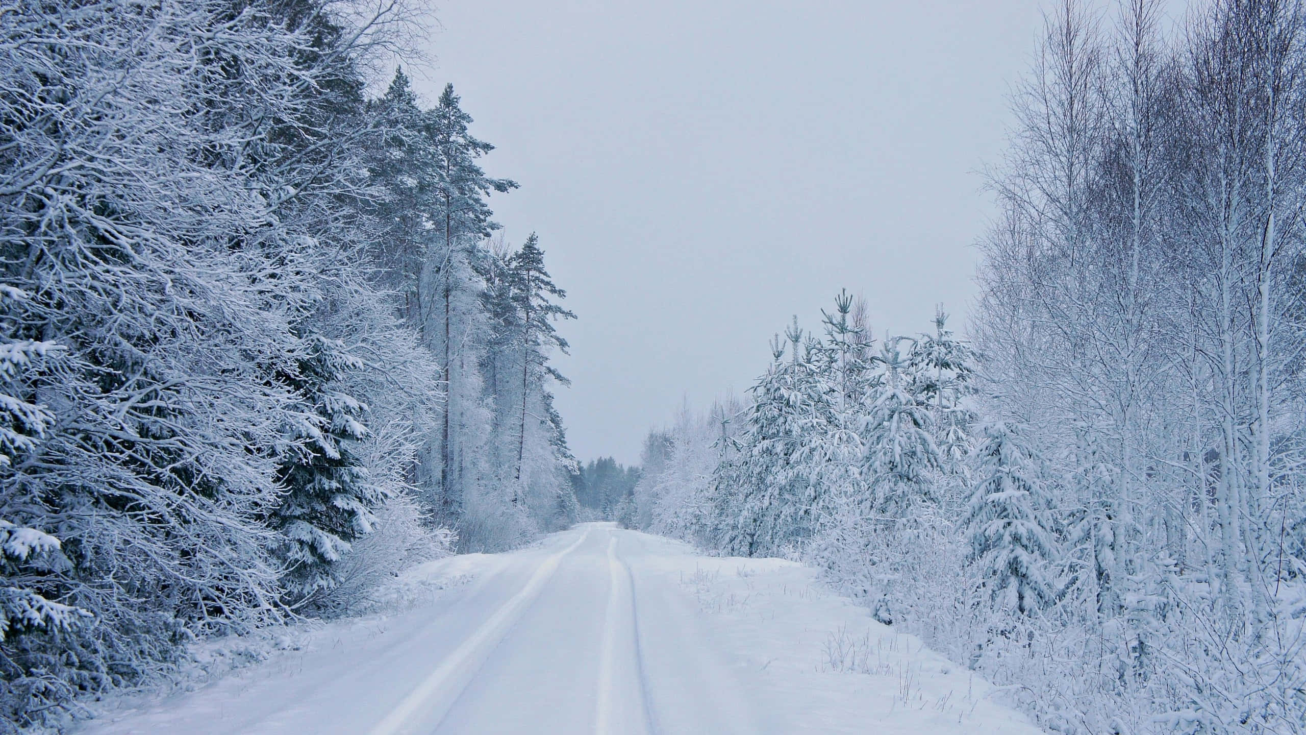 Snowy Road, winter forest, snow-covered road, 2K Desktop Wallpaper