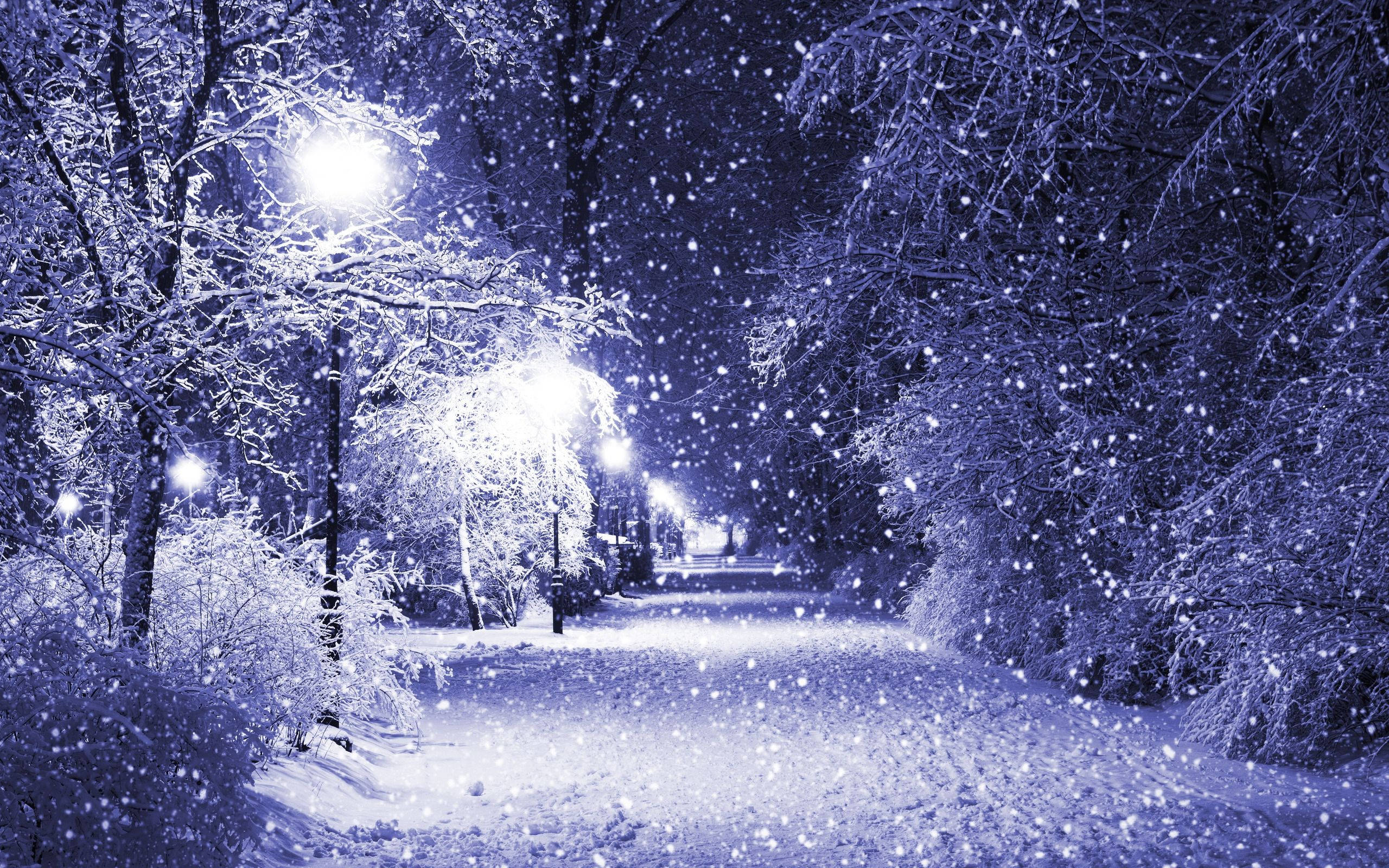 snow on winter road, moonlit winter park, streetlights, 2K Desktop Wallpaper