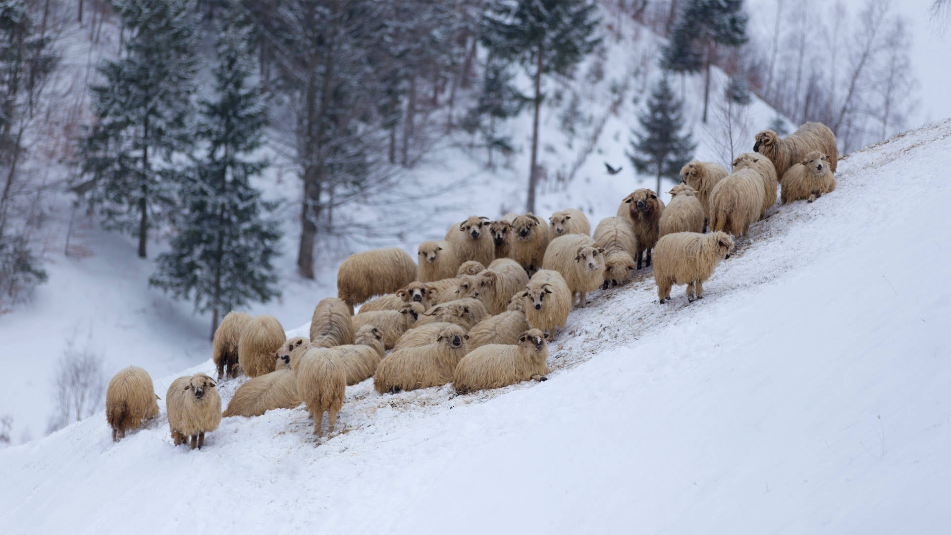 sheep, snowy mountain slope, evergreen trees, Full HD Desktop Wallpaper