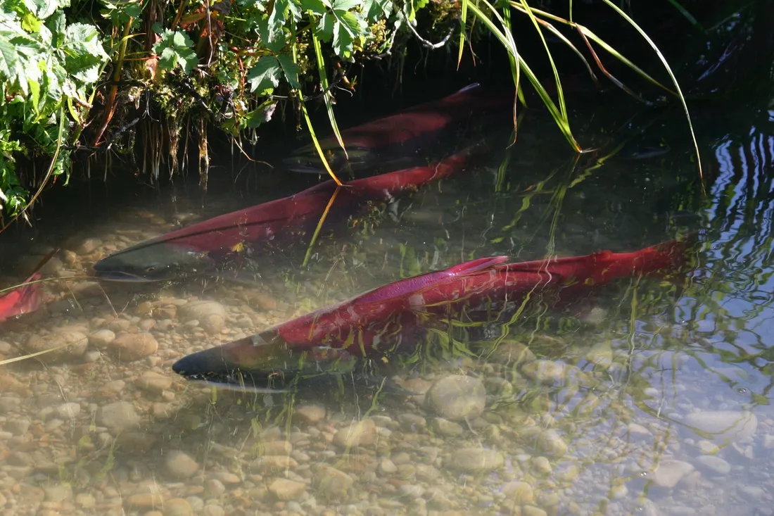 Sockeye