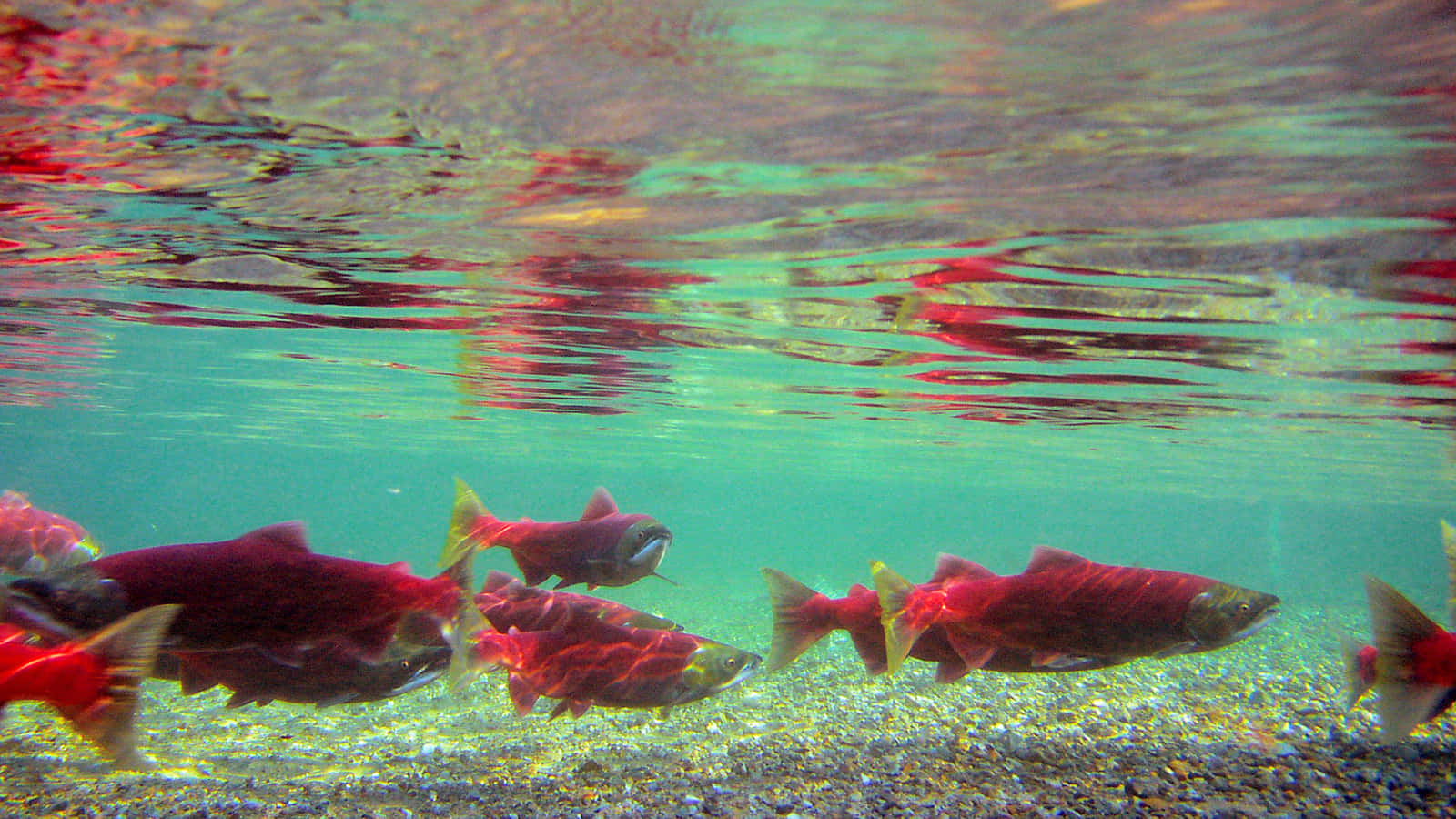 Sockeye, salmon, underwater, HD Desktop Wallpaper