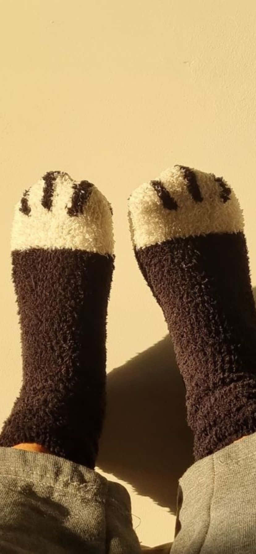 black and white cat paw socks, warm beige wall, soft sunlight, HD Phone Wallpaper