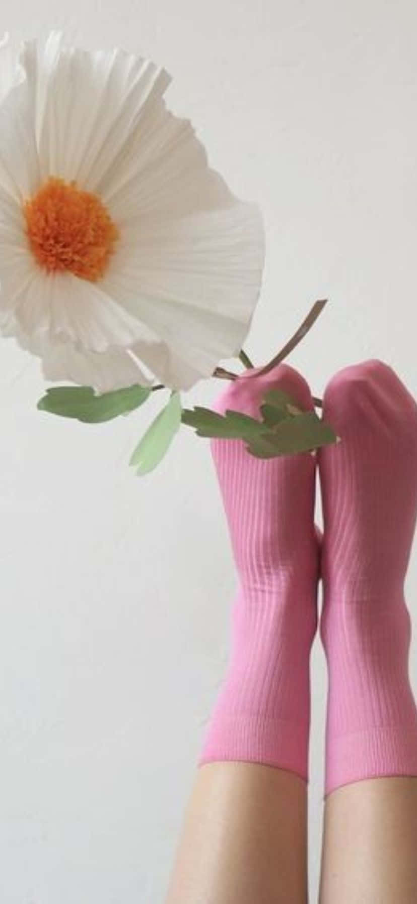 Pink Socks Flower Balance, pink ribbed socks, large white flower, HD Phone Wallpaper