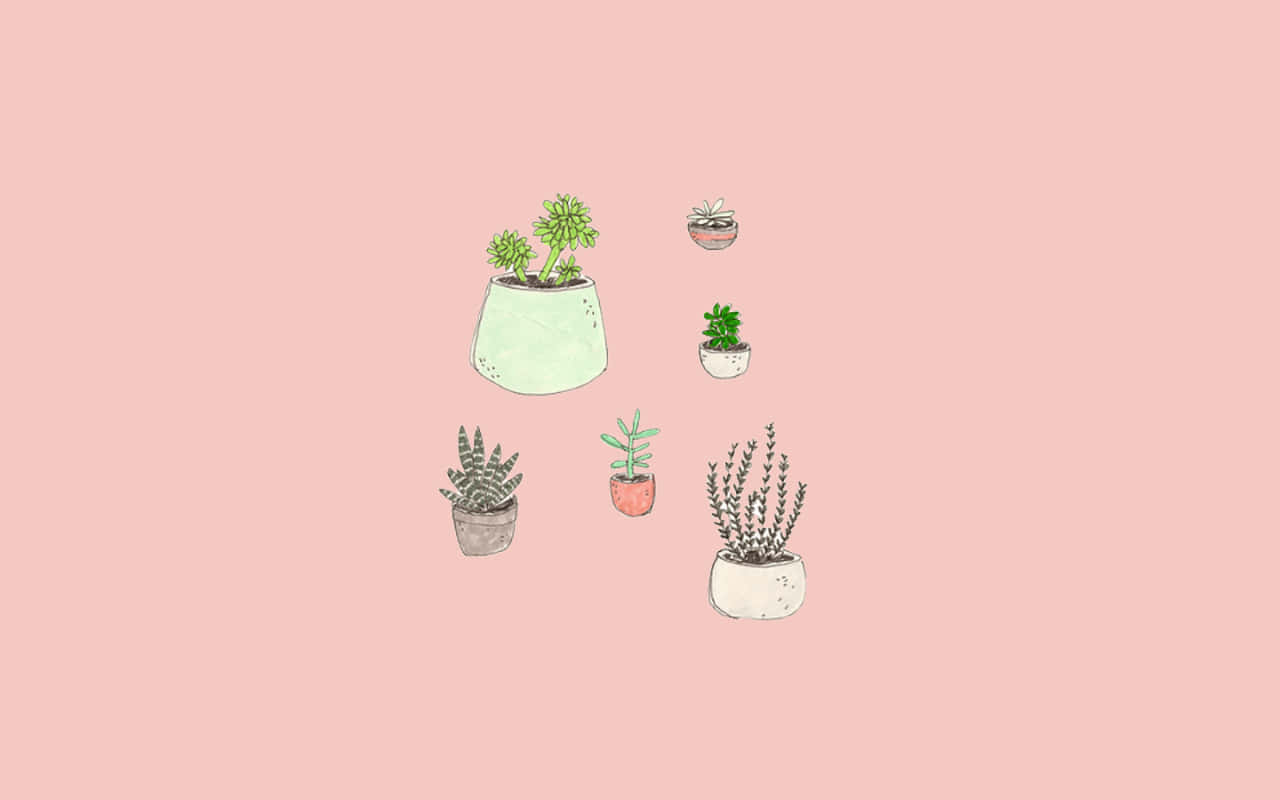 pink background, potted succulents, pastel pots, HD Desktop Wallpaper