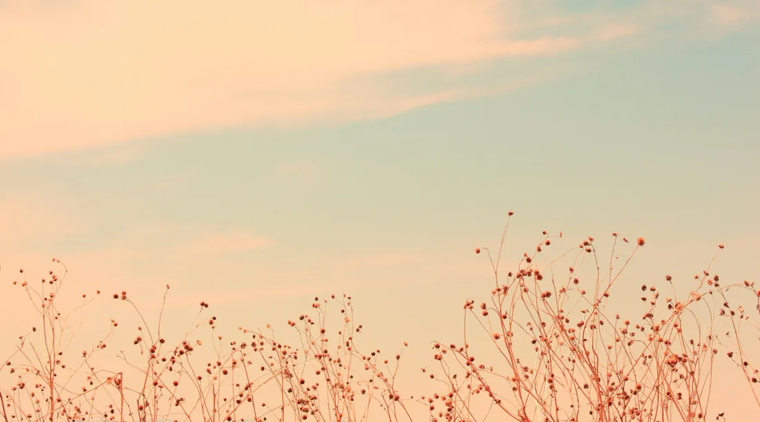 Soft Aesthetic