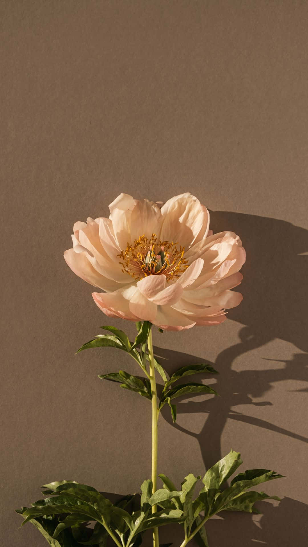 peach peony, muted taupe wall, soft shadow, Full HD Phone Wallpaper
