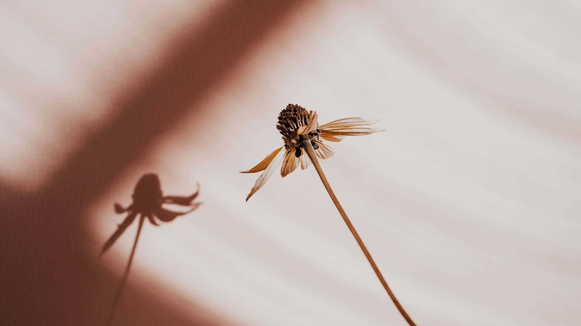 Soft Brown Aesthetic, dried flower, beige wall, Full HD Desktop Wallpaper
