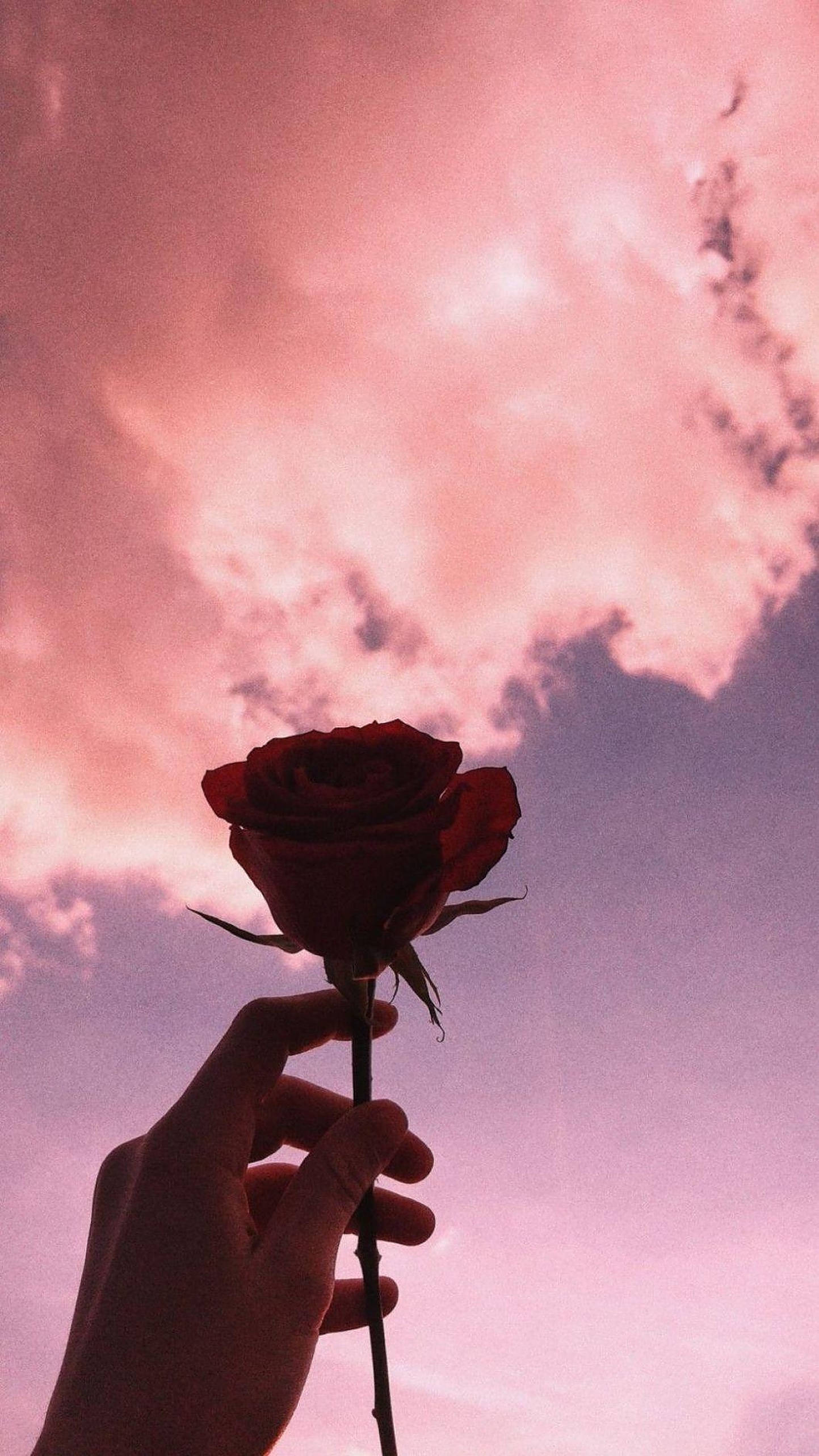 red rose, dreamy pink and purple sunset sky, natural light, 2K Phone Wallpaper