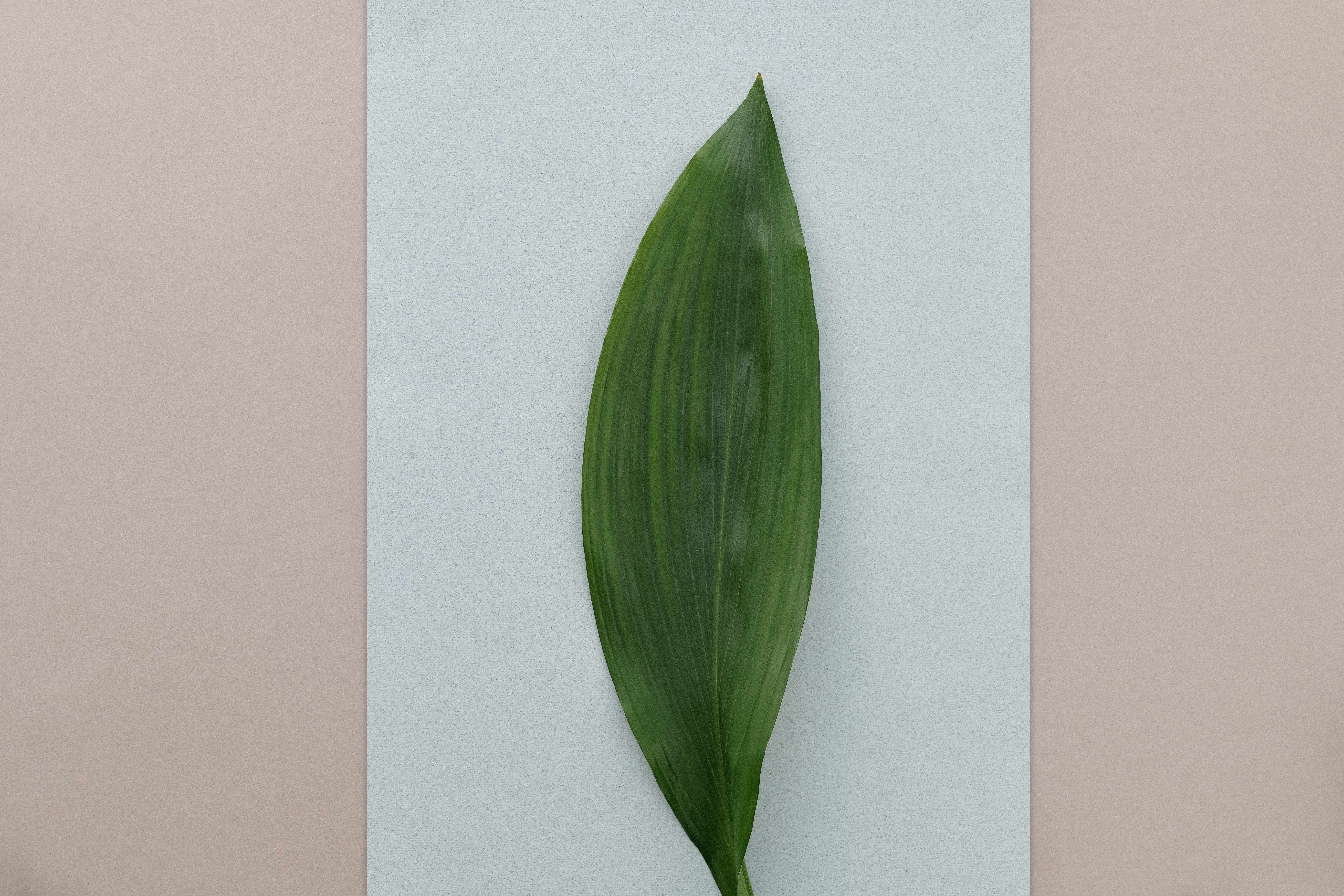 vibrant green leaf, prominent veins, tri-tone pastel background, 8K Desktop Wallpaper