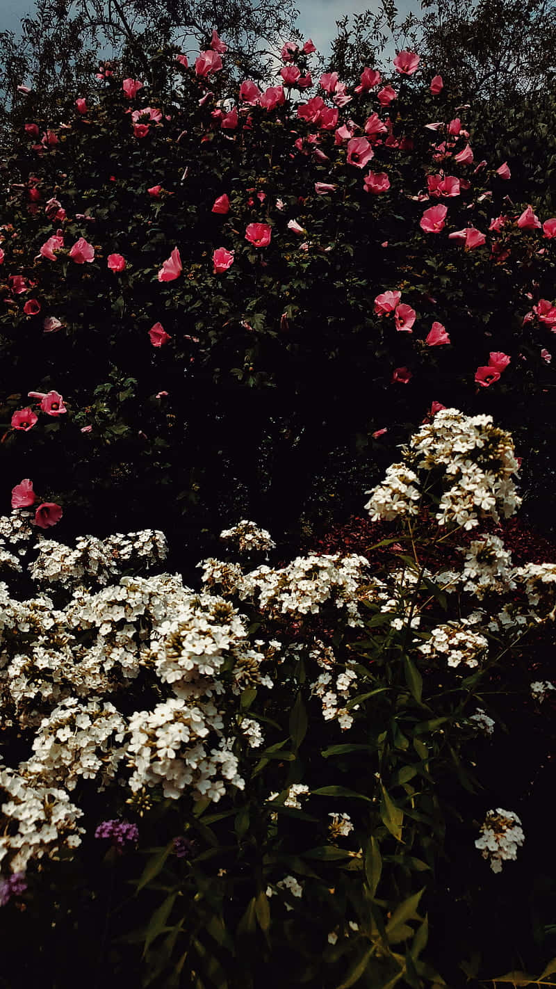 vibrant pink roses, delicate white hydrangeas, muted sky, HD Phone Wallpaper