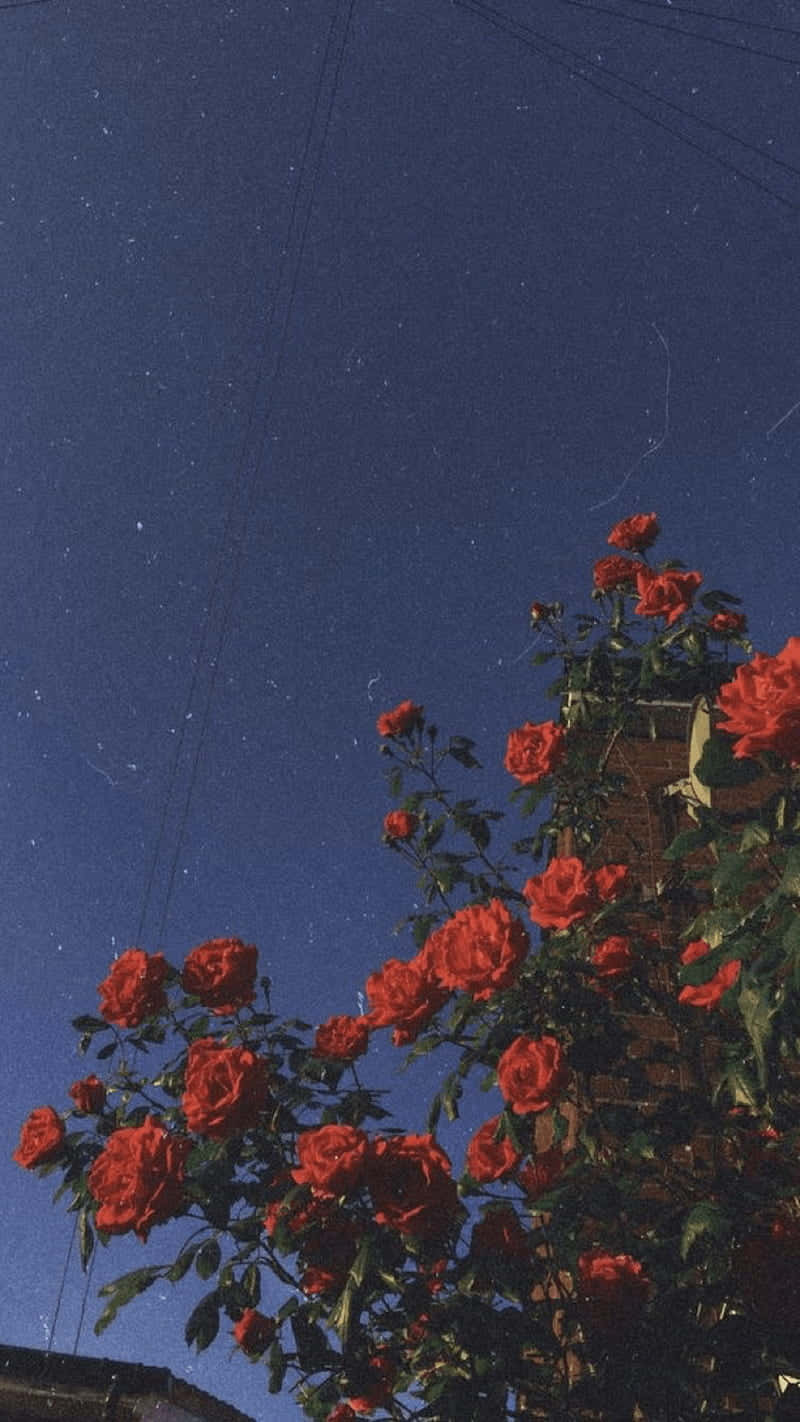 Starry Night Roses, vibrant red roses, deep blue night sky, HD Phone Wallpaper