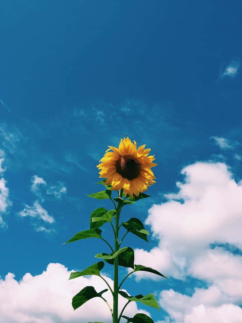 skyward sunflower, vivid blue sky, fluffy white clouds, SD Phone Wallpaper