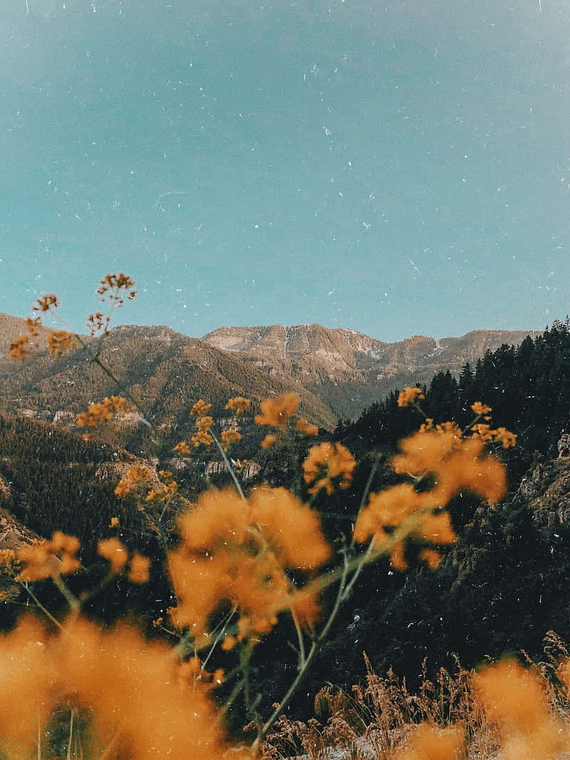 Mountain Meadow, Soft Indie Aesthetic, vibrant orange wildflowers, SD Phone Wallpaper