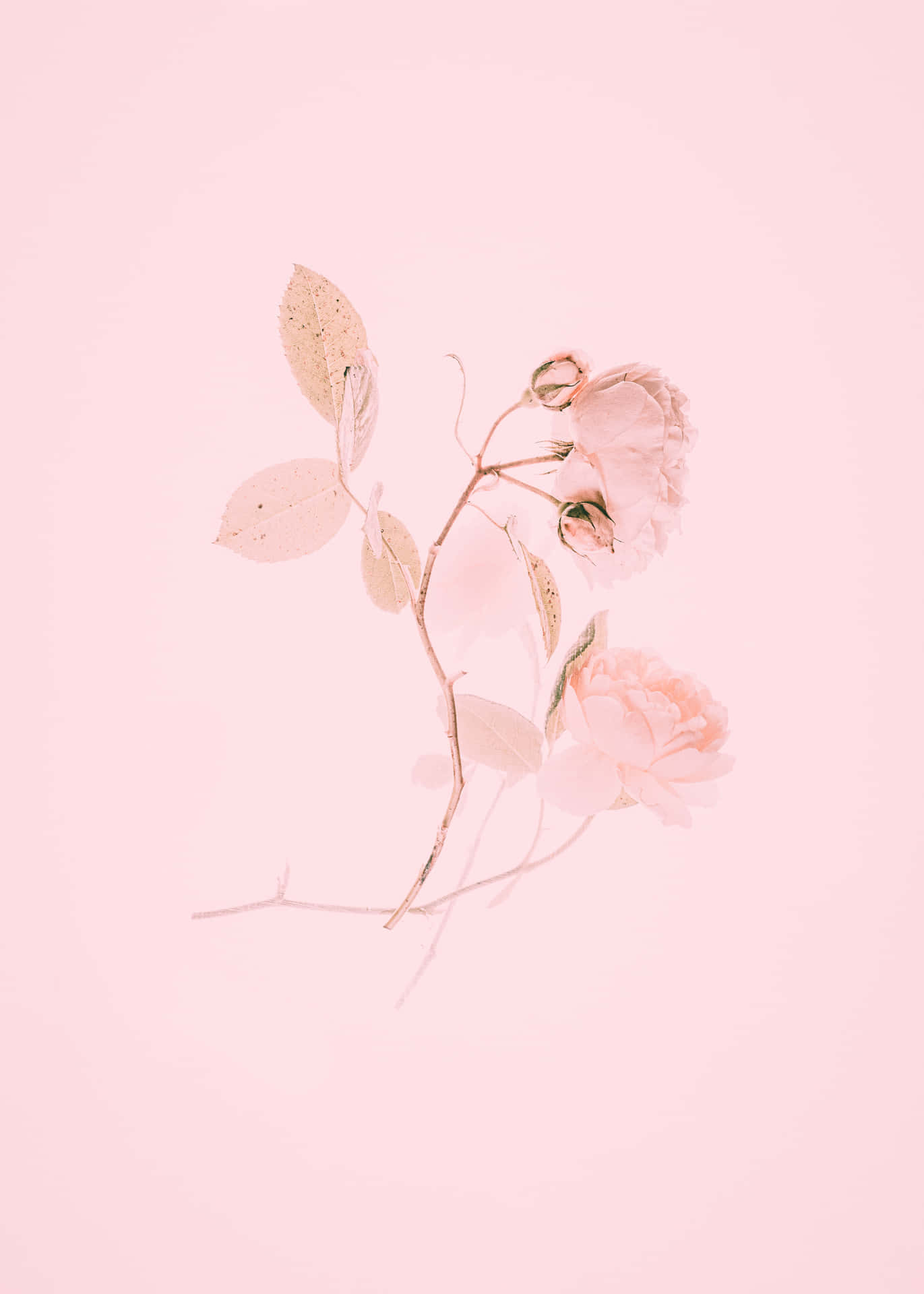 soft pink roses, translucent leaves, solid pastel pink background, Full HD Phone Wallpaper