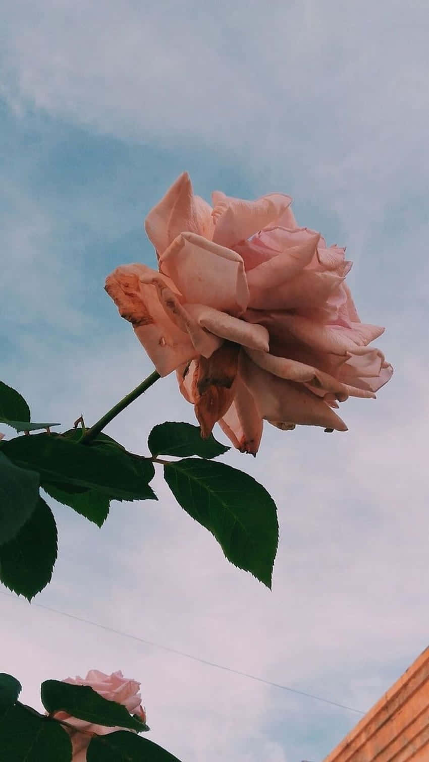 soft pink rose, soft blue sky, wispy clouds, HD Phone Wallpaper