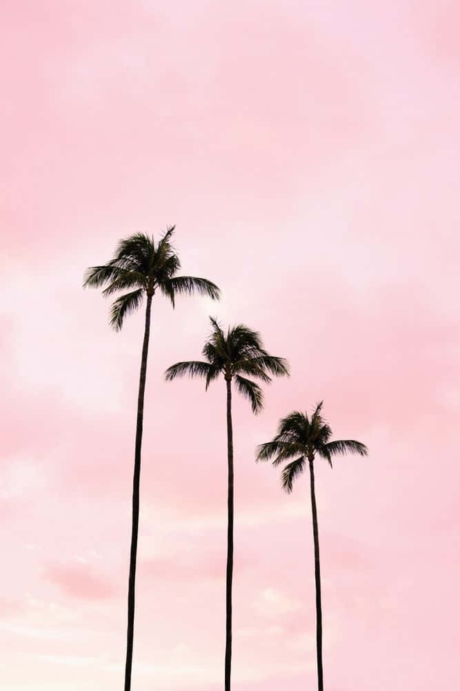 Soft Pink, palm trees, twilight sky, SD Phone Wallpaper