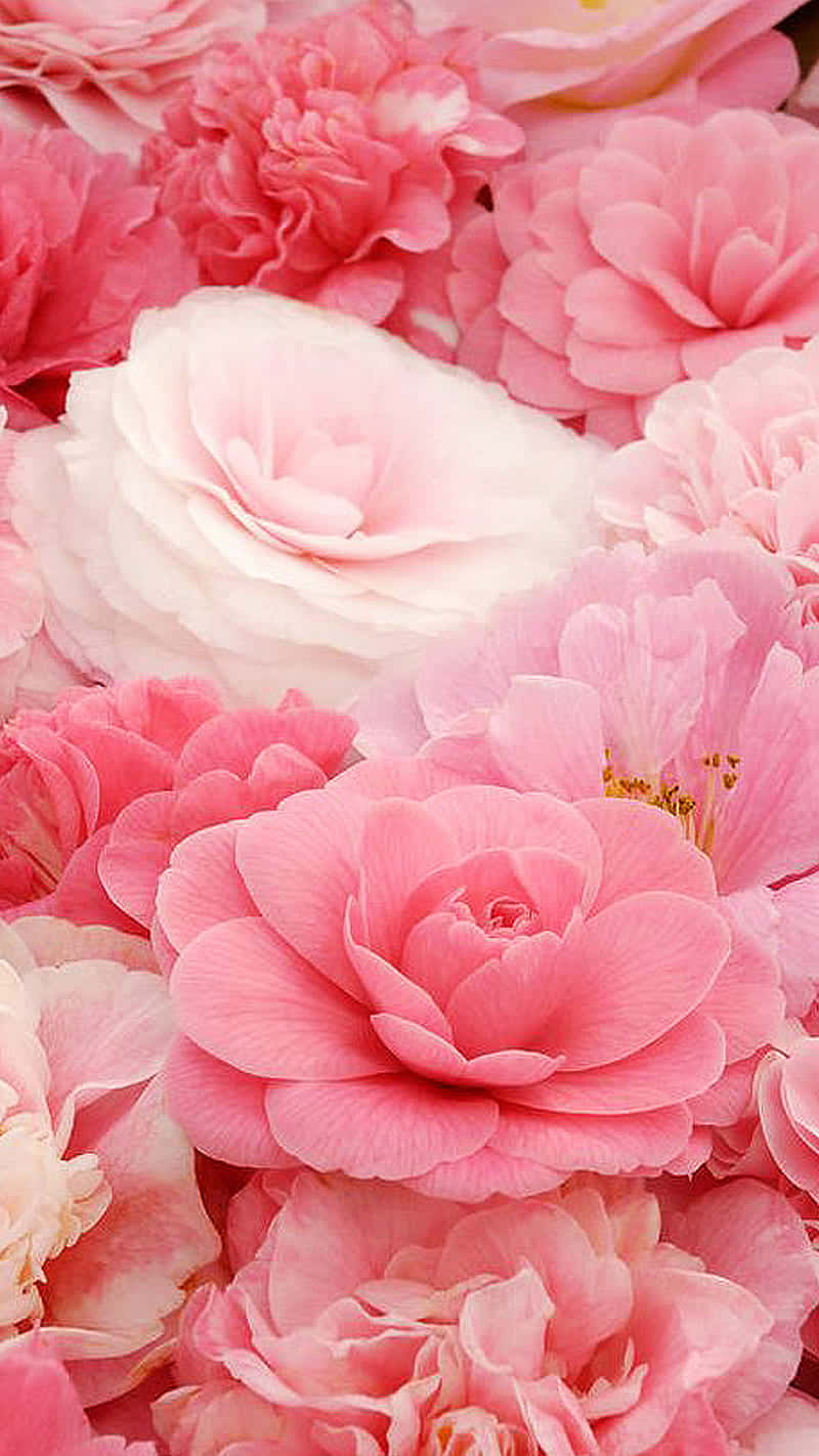 Soft Pink, soft pink and white roses, delicate layered petals, HD Phone Wallpaper
