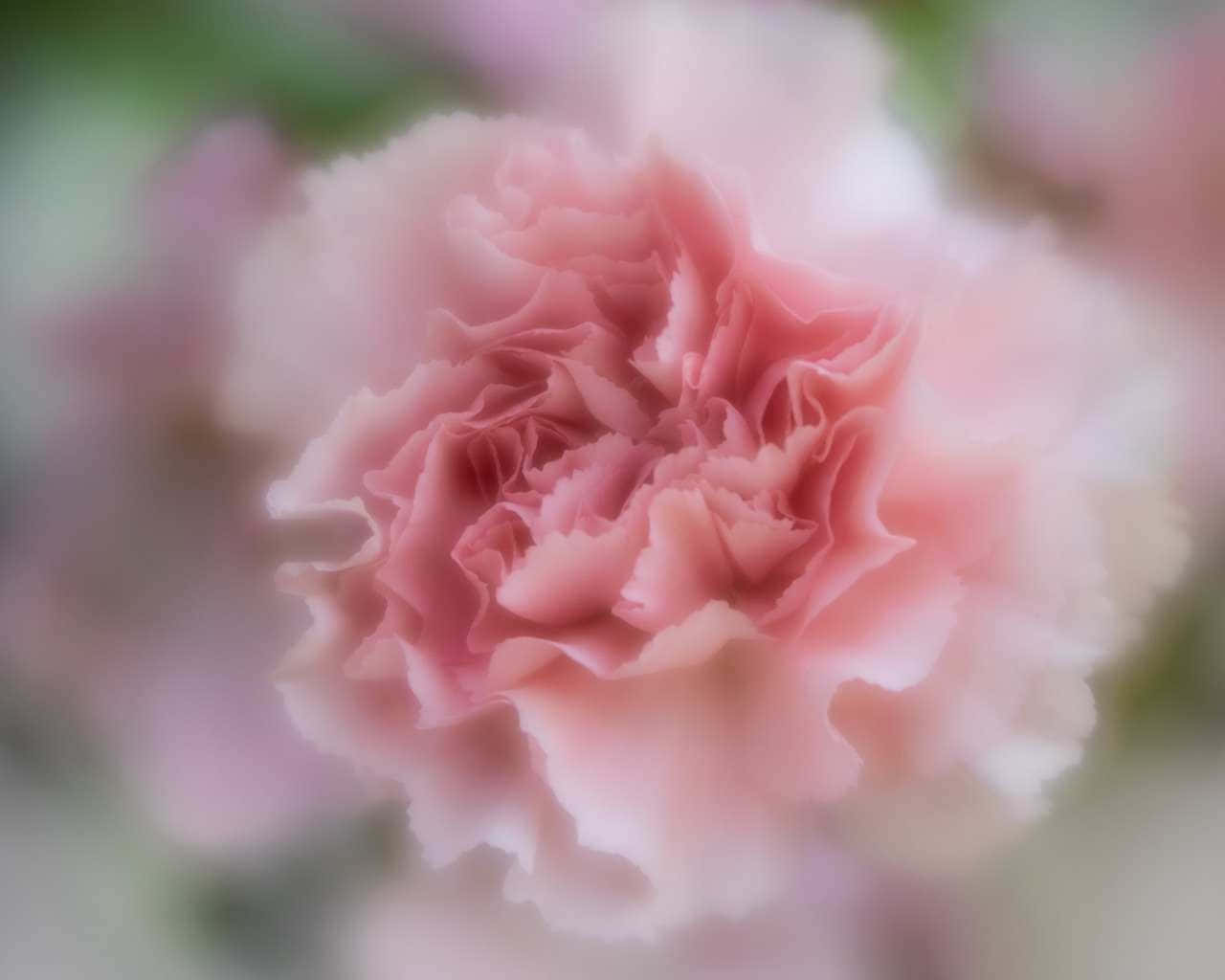 pale pink carnation, soft focus, delicate ruffled petals, HD Desktop Wallpaper