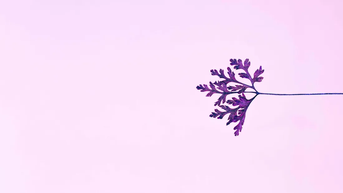 Soft Purple Aesthetic