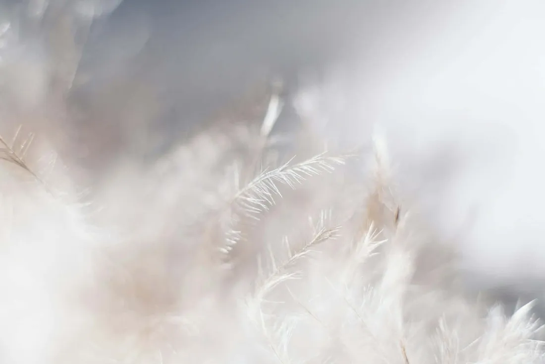 Soft White Aesthetic