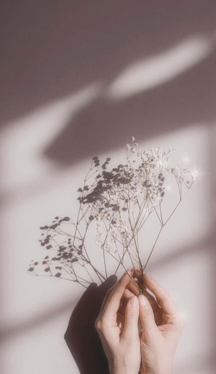 Soft White Aesthetic, baby's breath flowers, softly lit wall, HD Phone Wallpaper