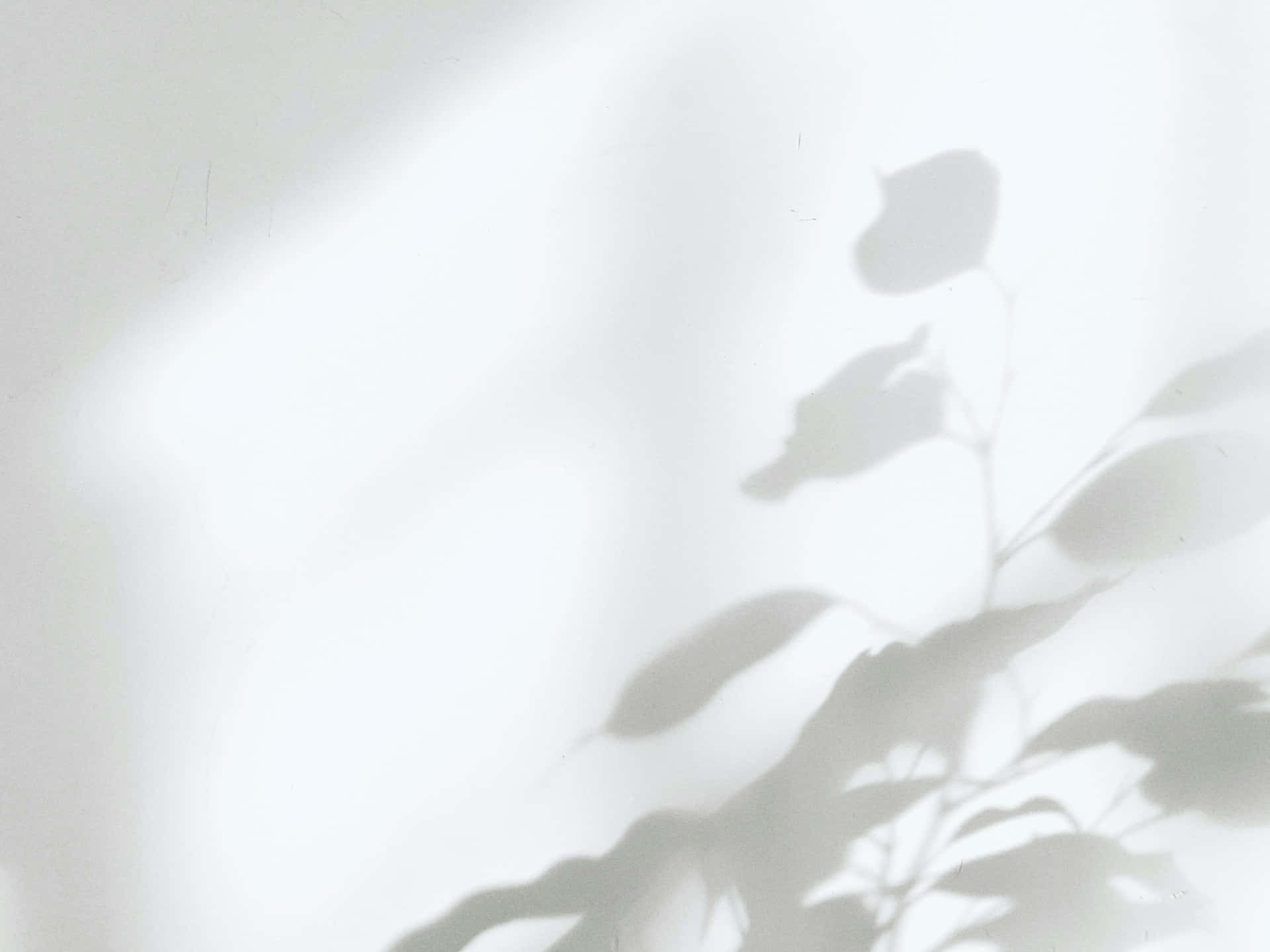 minimalist white leaf shadows, soft leaf shadows, bright white wall, Full HD Desktop Wallpaper