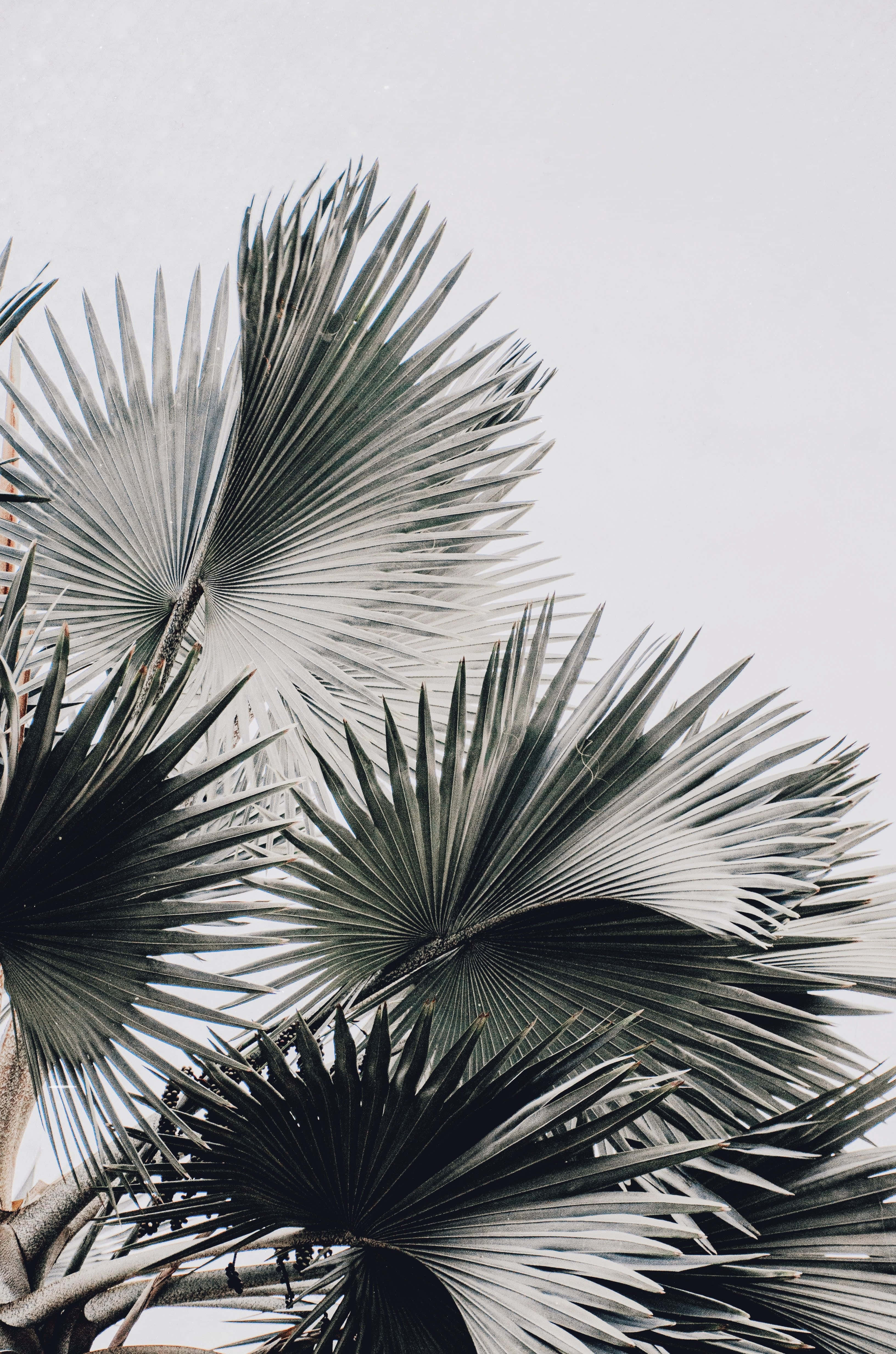 Soft White Aesthetic, palm leaves, soft gray sky, 4K Phone Wallpaper