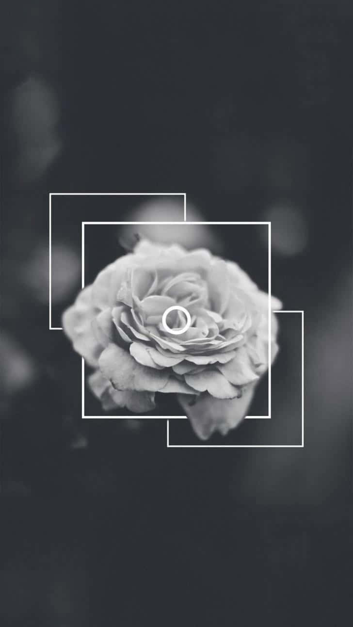 Soft White Aesthetic, monochrome rose, layered white geometric frames, HD Phone Wallpaper