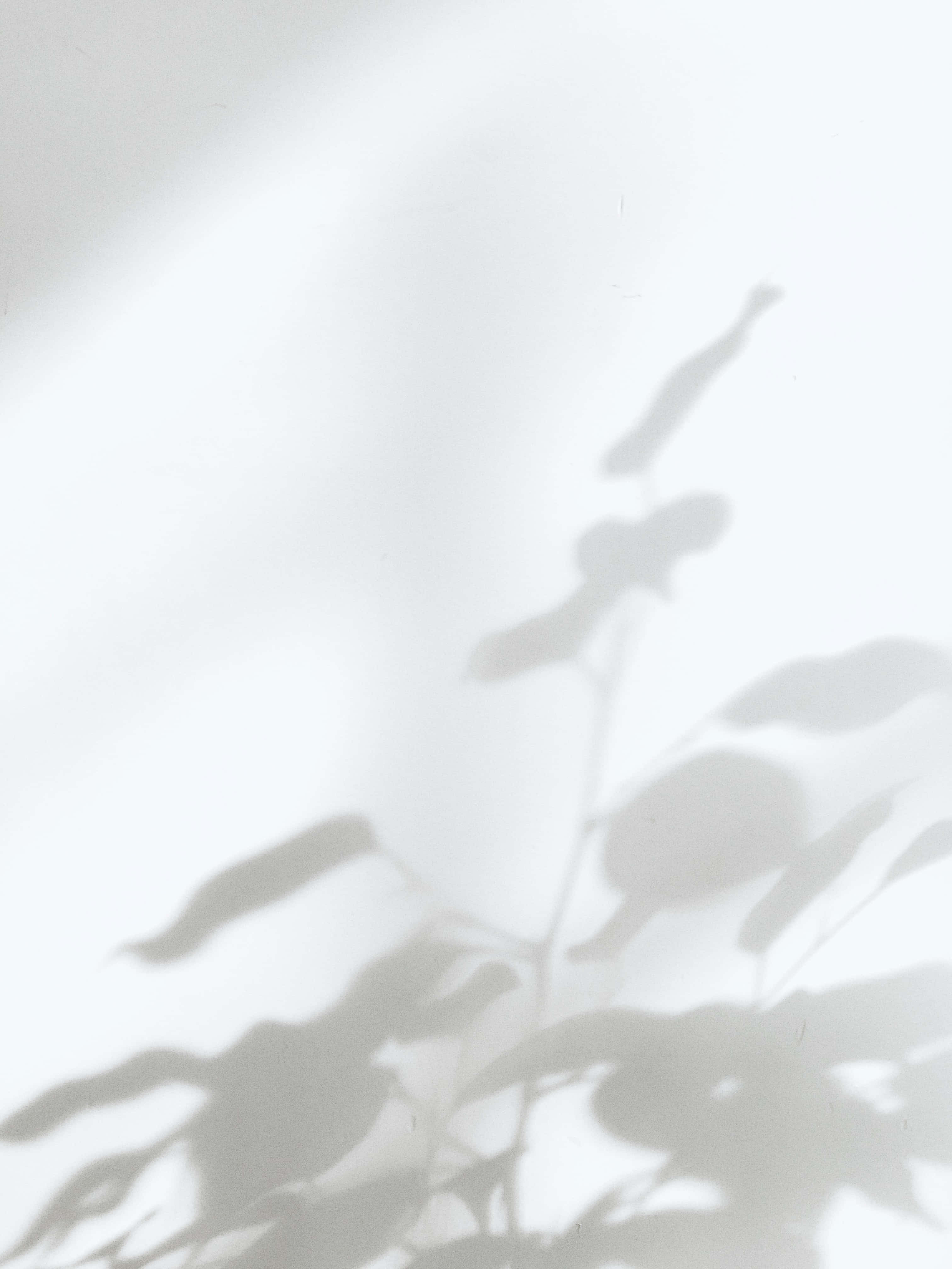 Soft White Aesthetic, bright white wall, minimalist natural light scene, 4K Phone Wallpaper