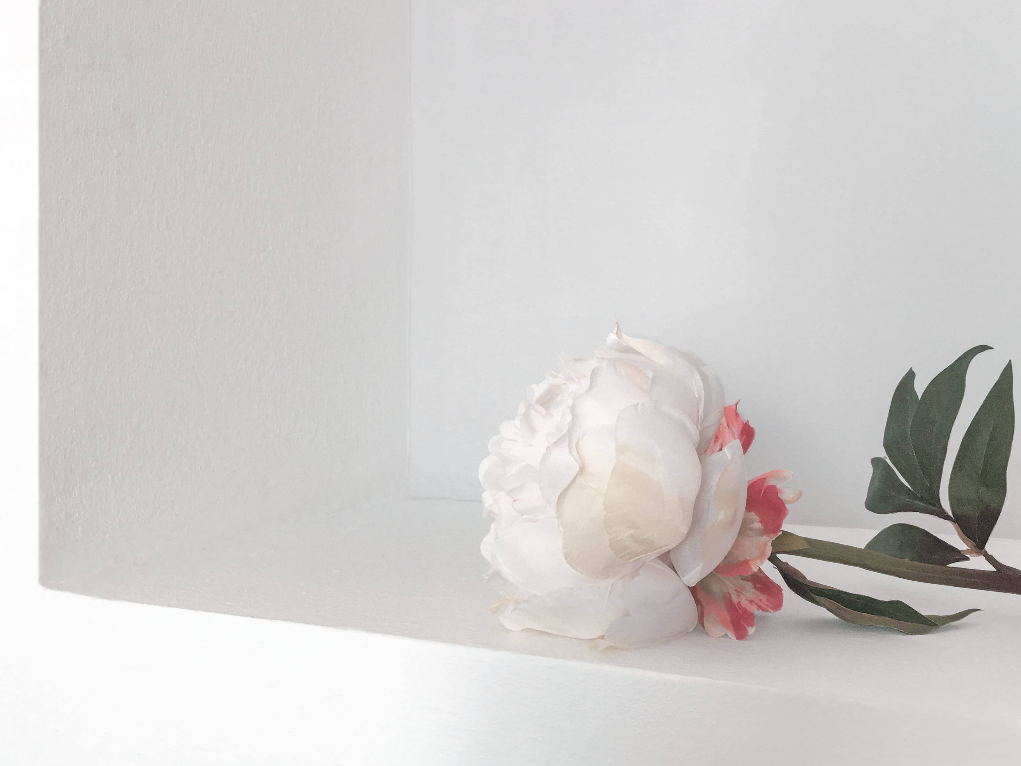 white peony, soft pink accents, minimalist white shelf, 2K Desktop Wallpaper