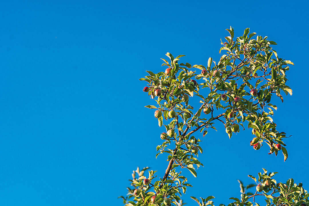 apple tree, ripening fruit, azure sky, SD Desktop Wallpaper