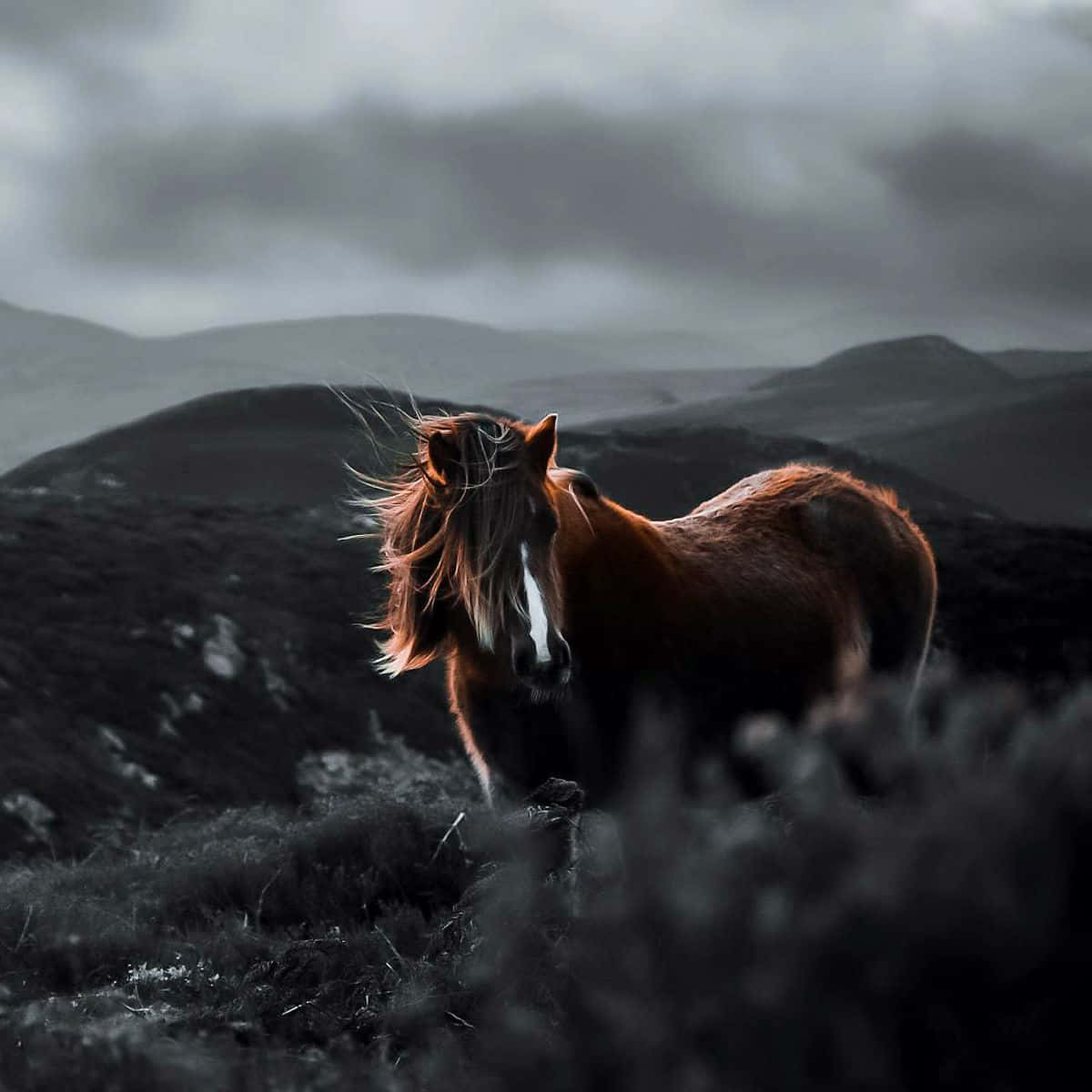 brown horse, white blaze, windswept moor, SD Desktop Wallpaper