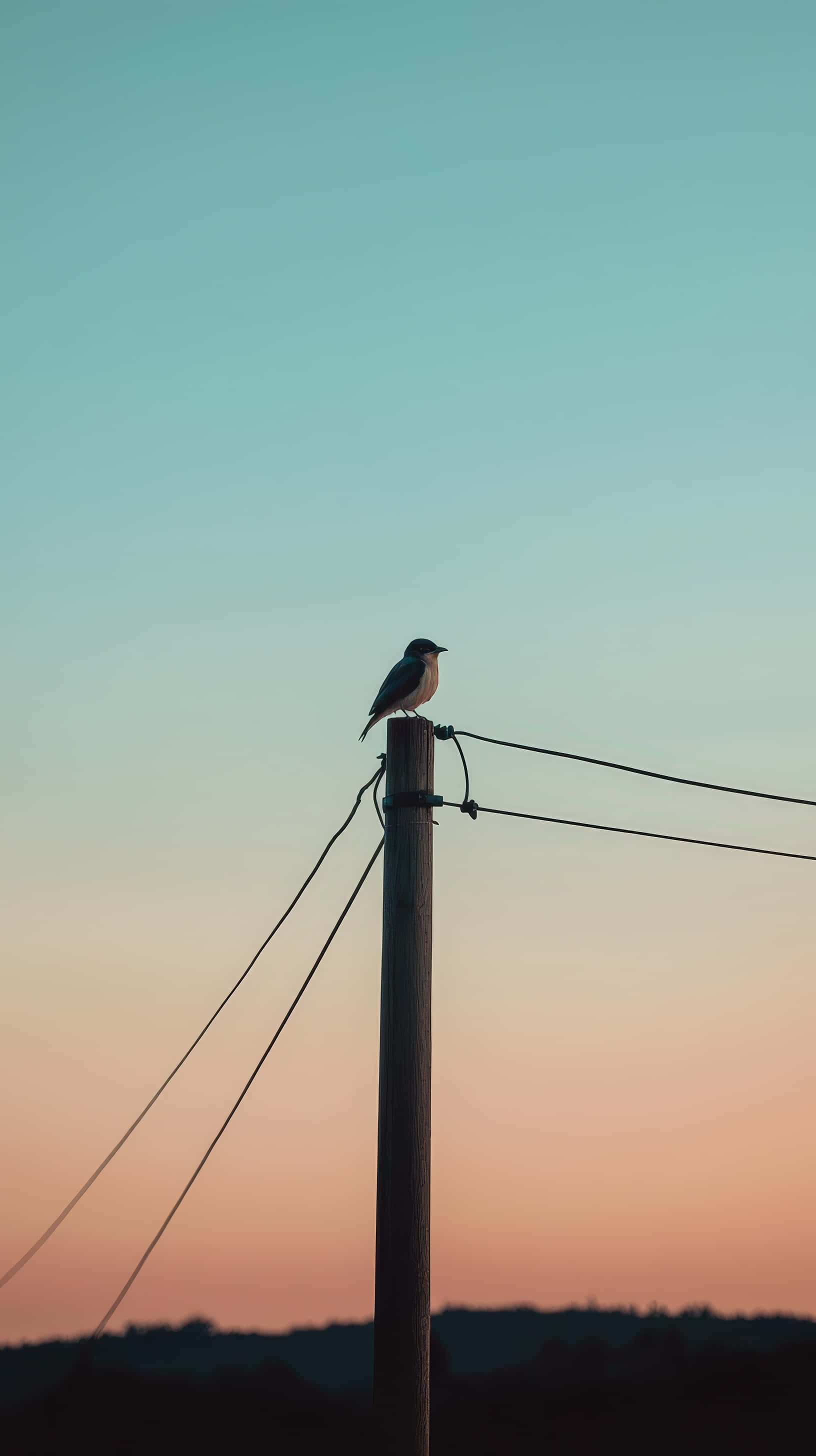 solitary bird, wooden utility pole, pastel sky, 2K Phone Wallpaper