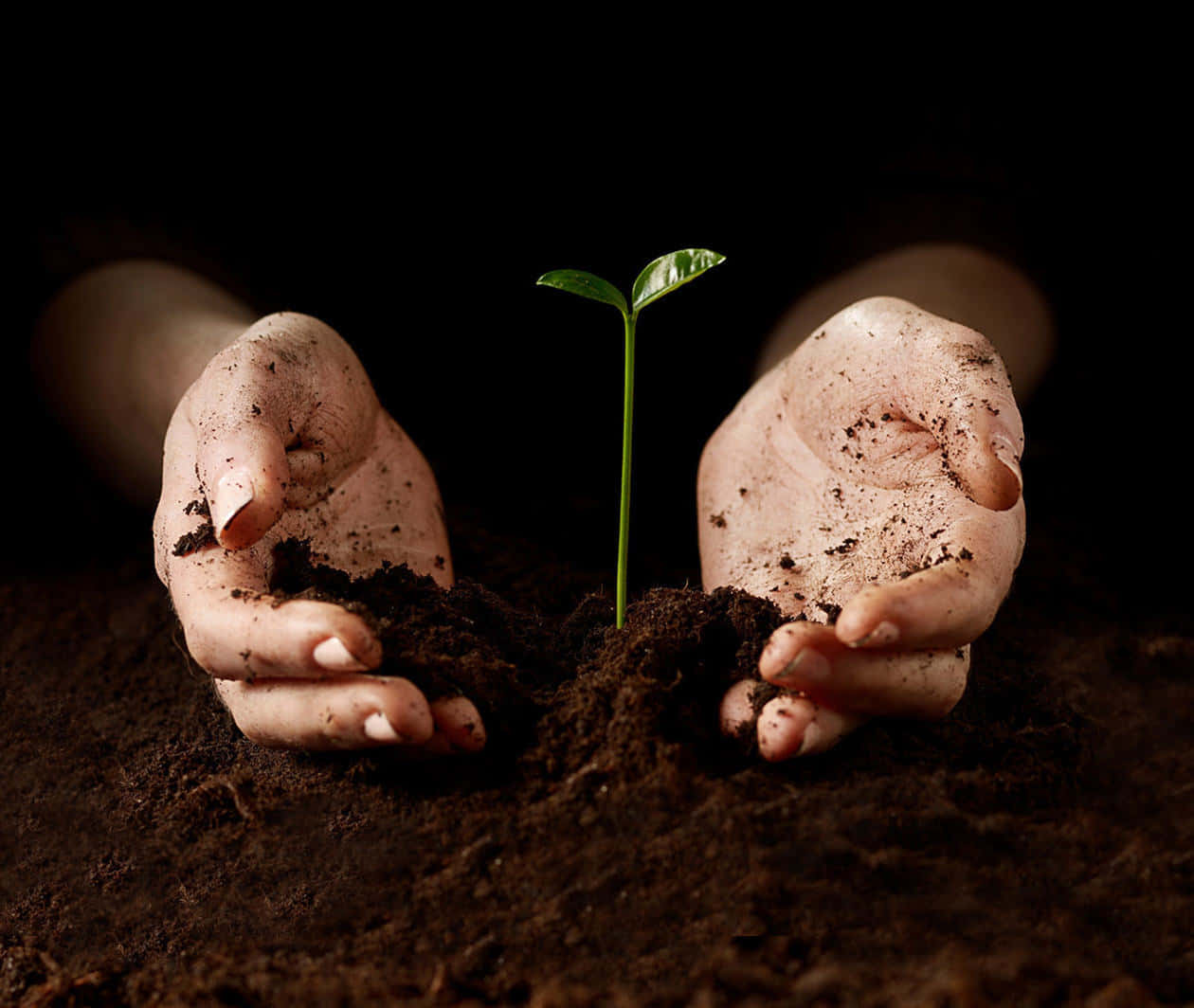 farmer, soil, green sprout, SD Desktop Wallpaper