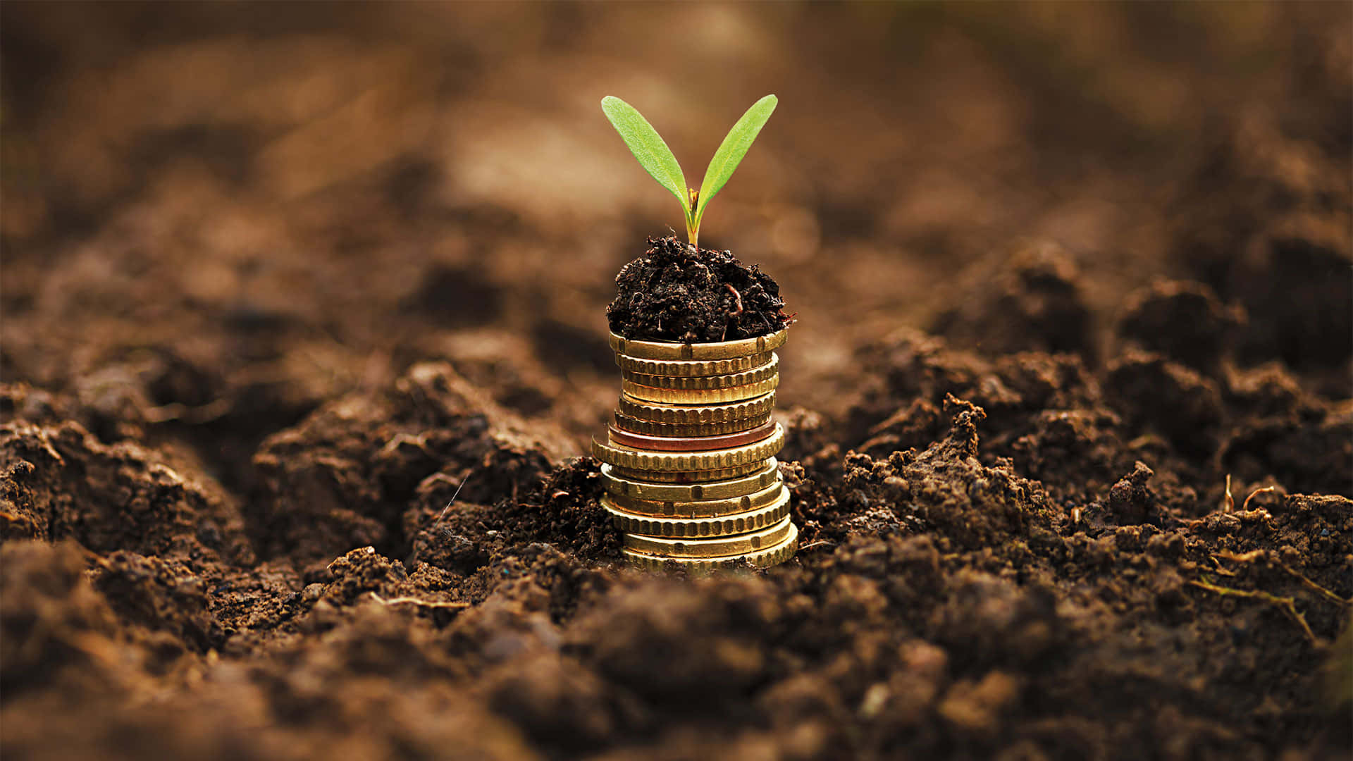 vibrant green sprout, golden coins, rich brown soil, Full HD Desktop Wallpaper