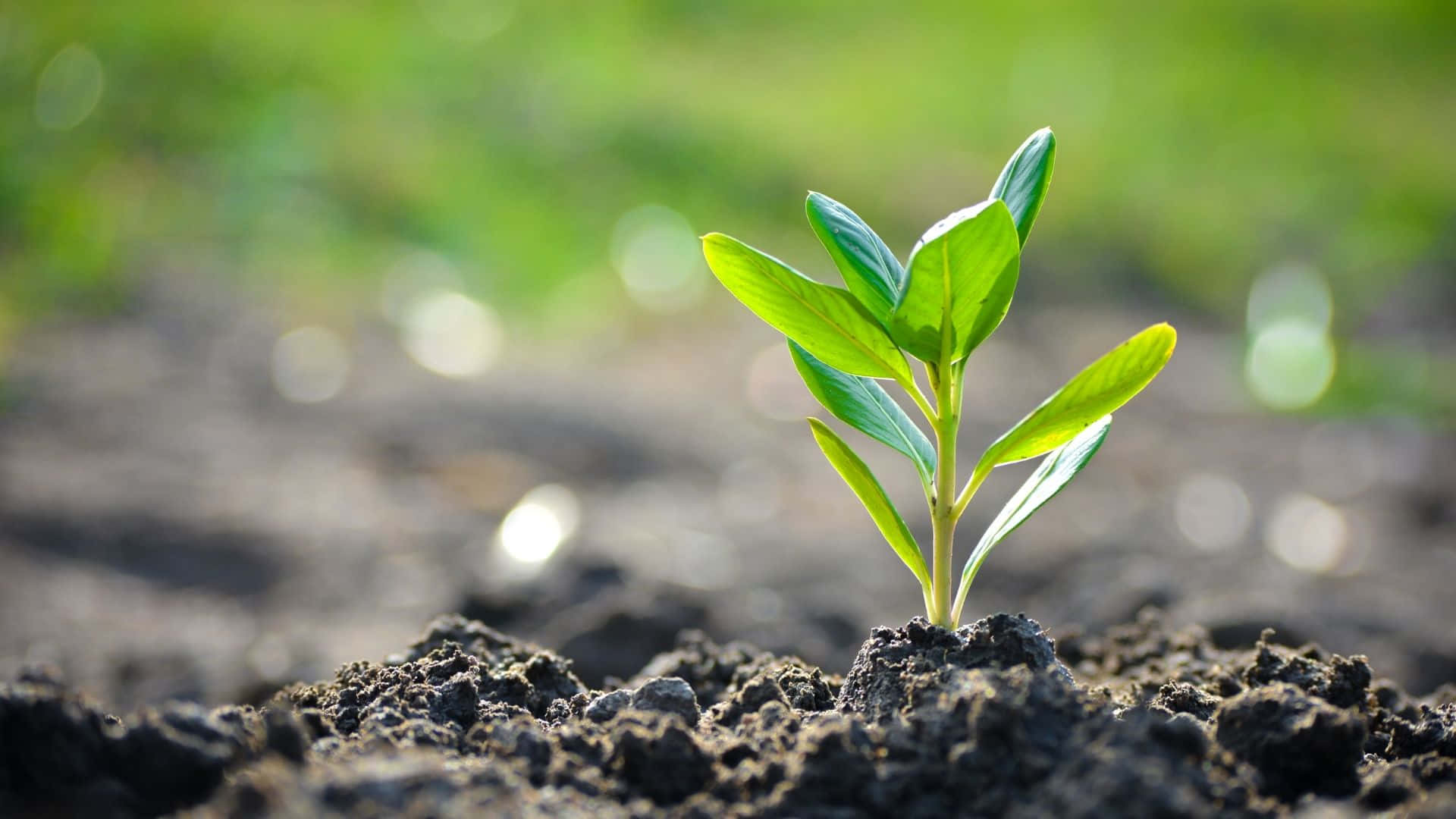 soil, soft green, seedling, Full HD Desktop Wallpaper
