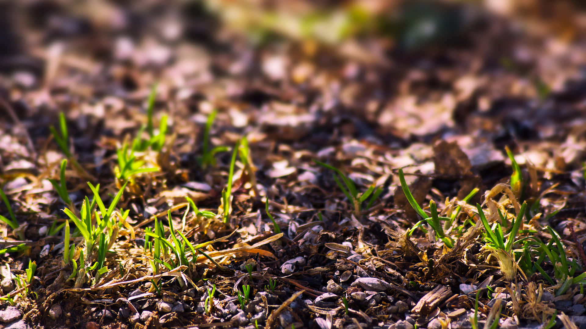 soil, dead grass, brown mulch, Full HD Desktop Wallpaper