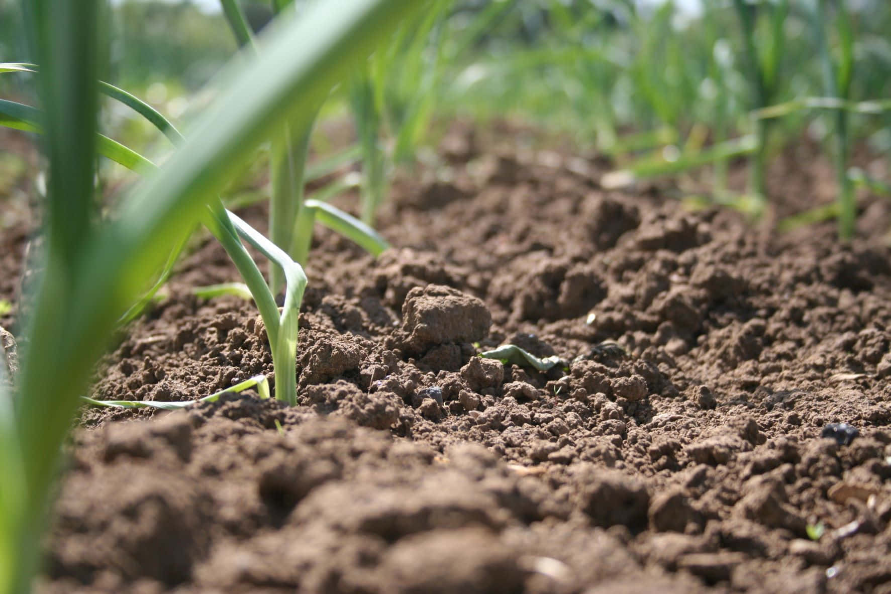 garlic, rich brown soil, sunlit garden bed, HD Desktop Wallpaper
