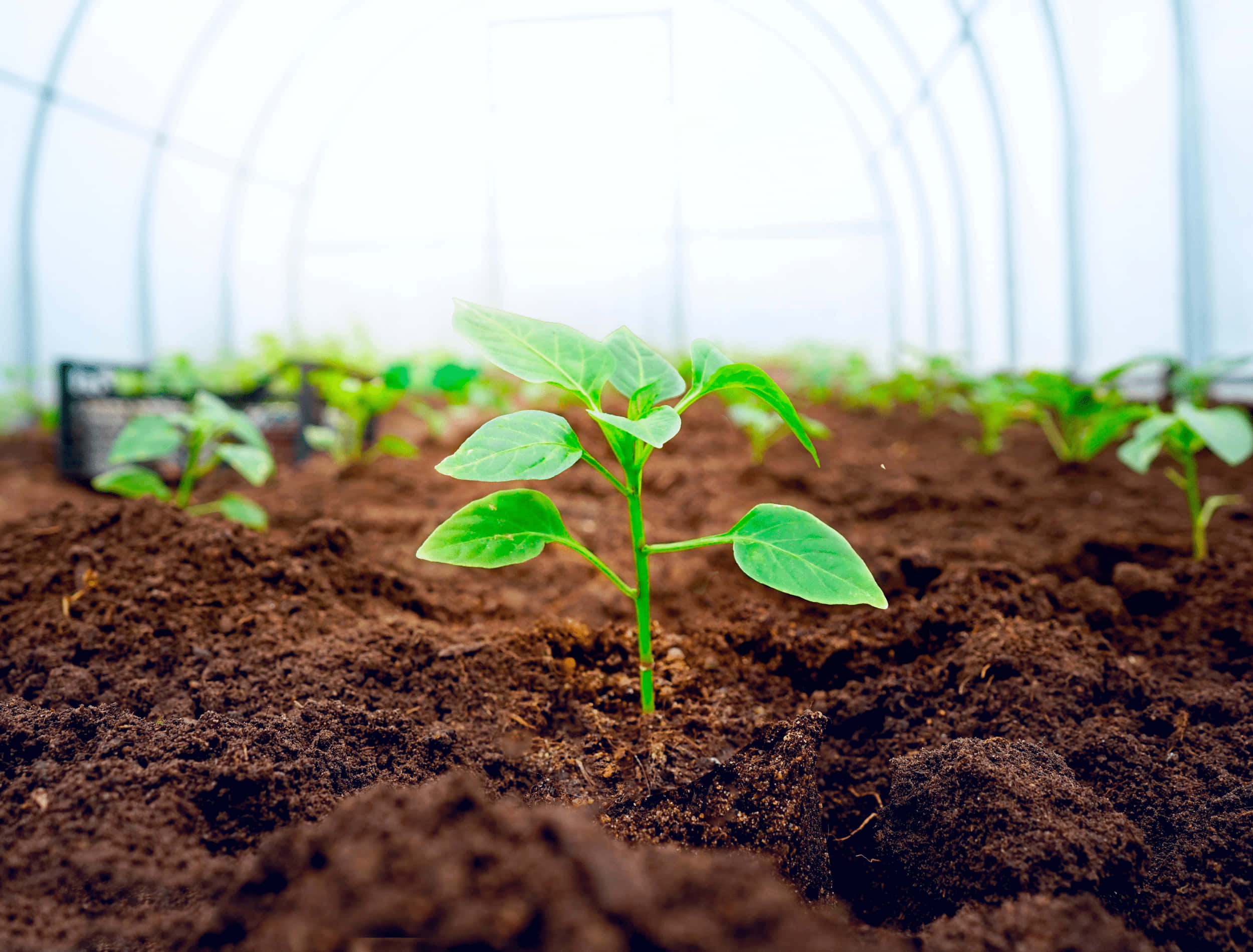 green seedling, rich brown soil, bright greenhouse, Full HD Desktop Wallpaper