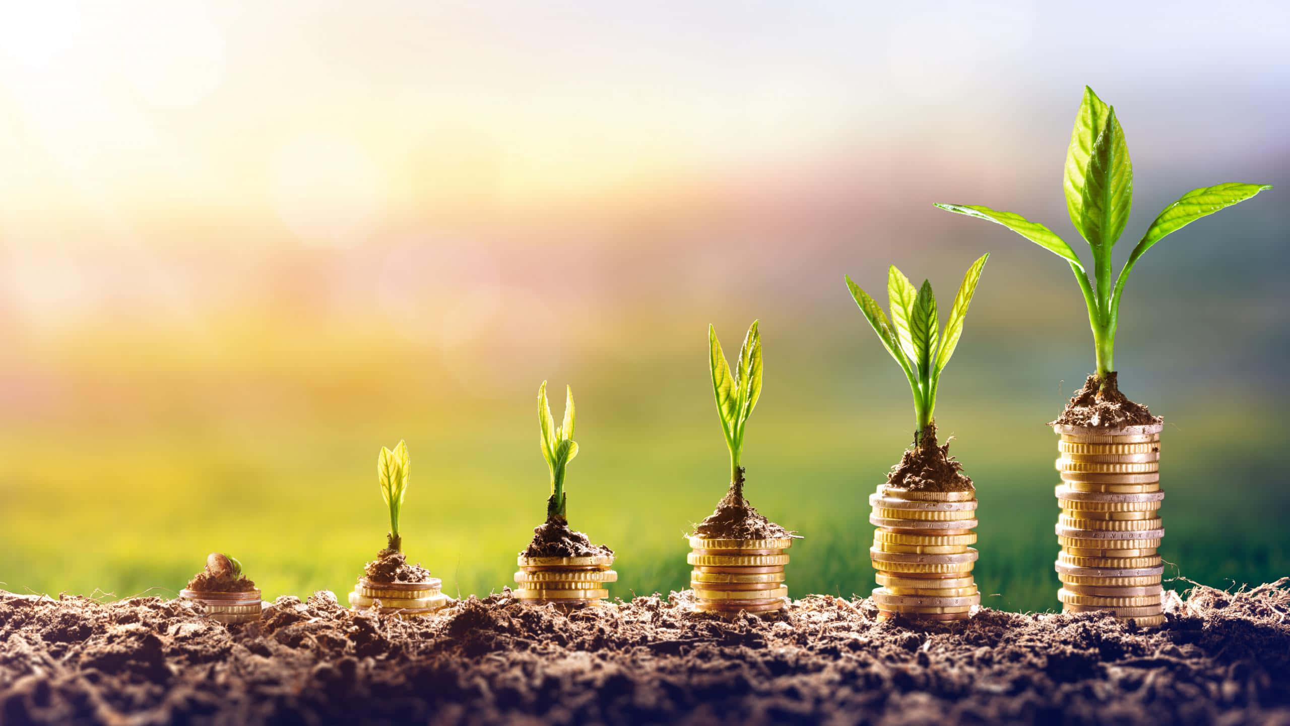green plants, stacks of coins, soil, 2K Desktop Wallpaper