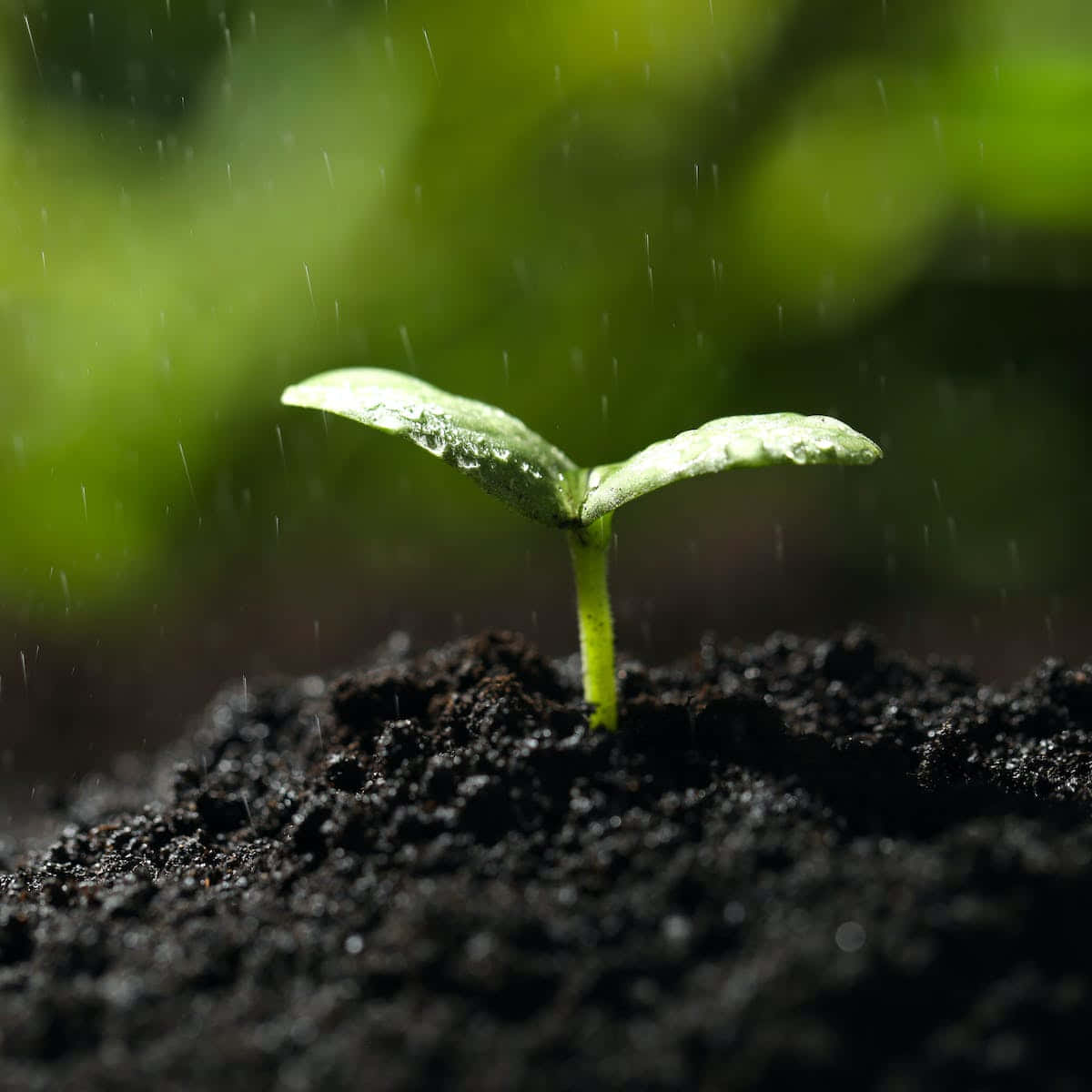 soil, plant, rainy day, SD Desktop Wallpaper