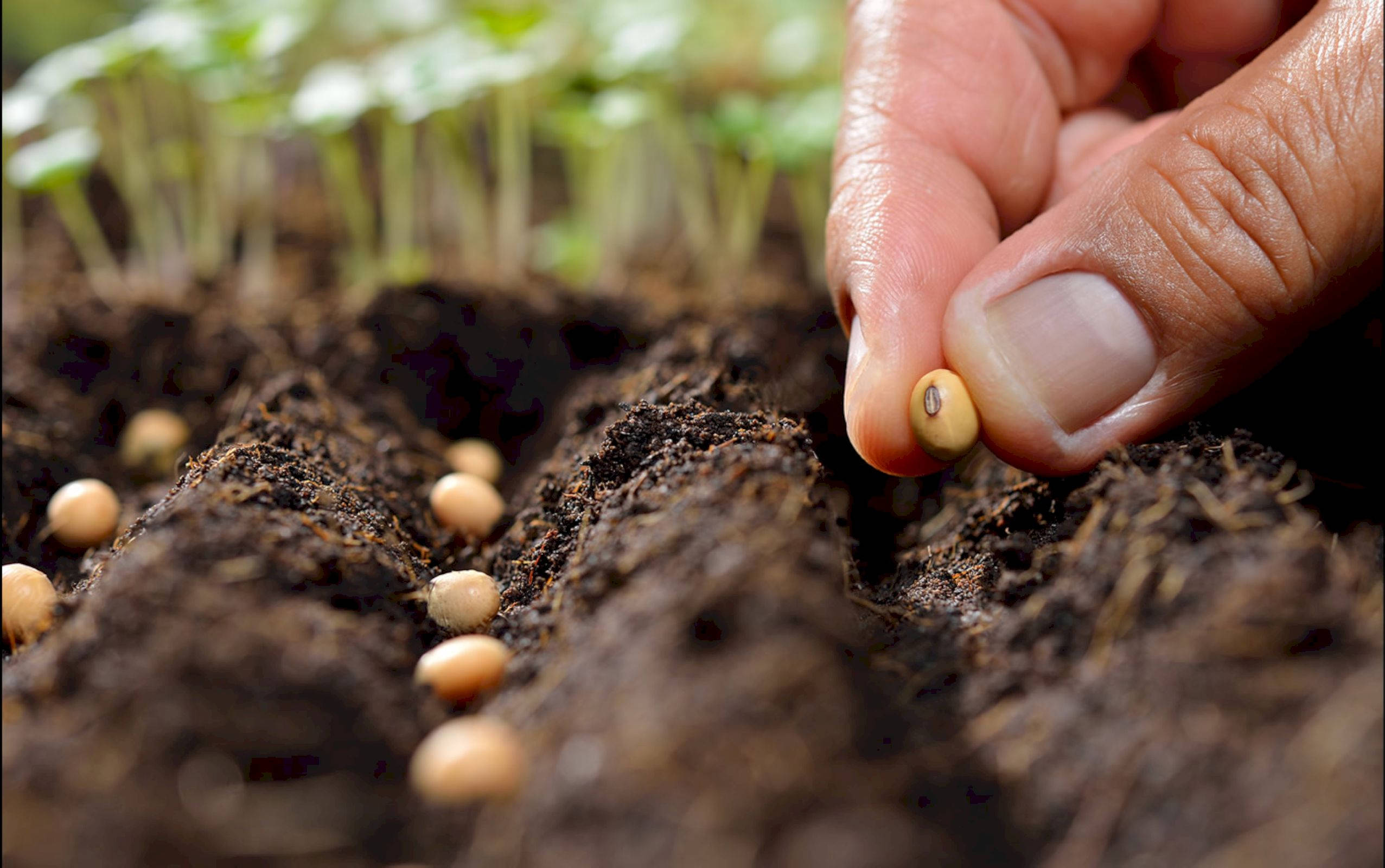 seed, rich dark soil, green sprouts, Full HD Desktop Wallpaper