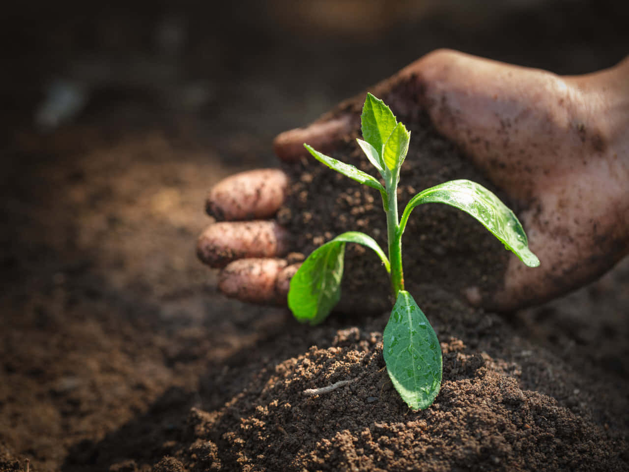 hands, natural soil, vibrant green seedling, HD Desktop Wallpaper